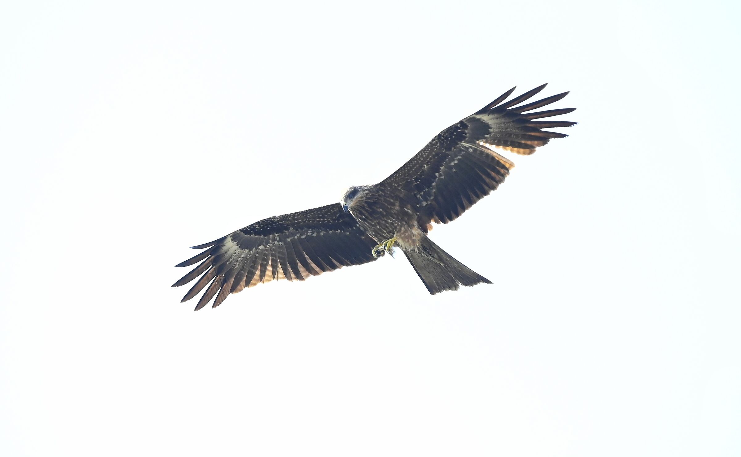 Aquila himalayana