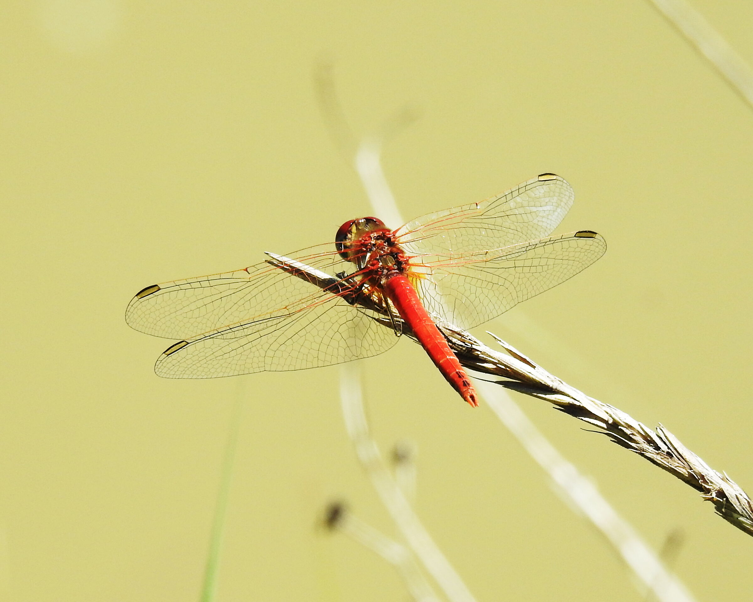 libellula