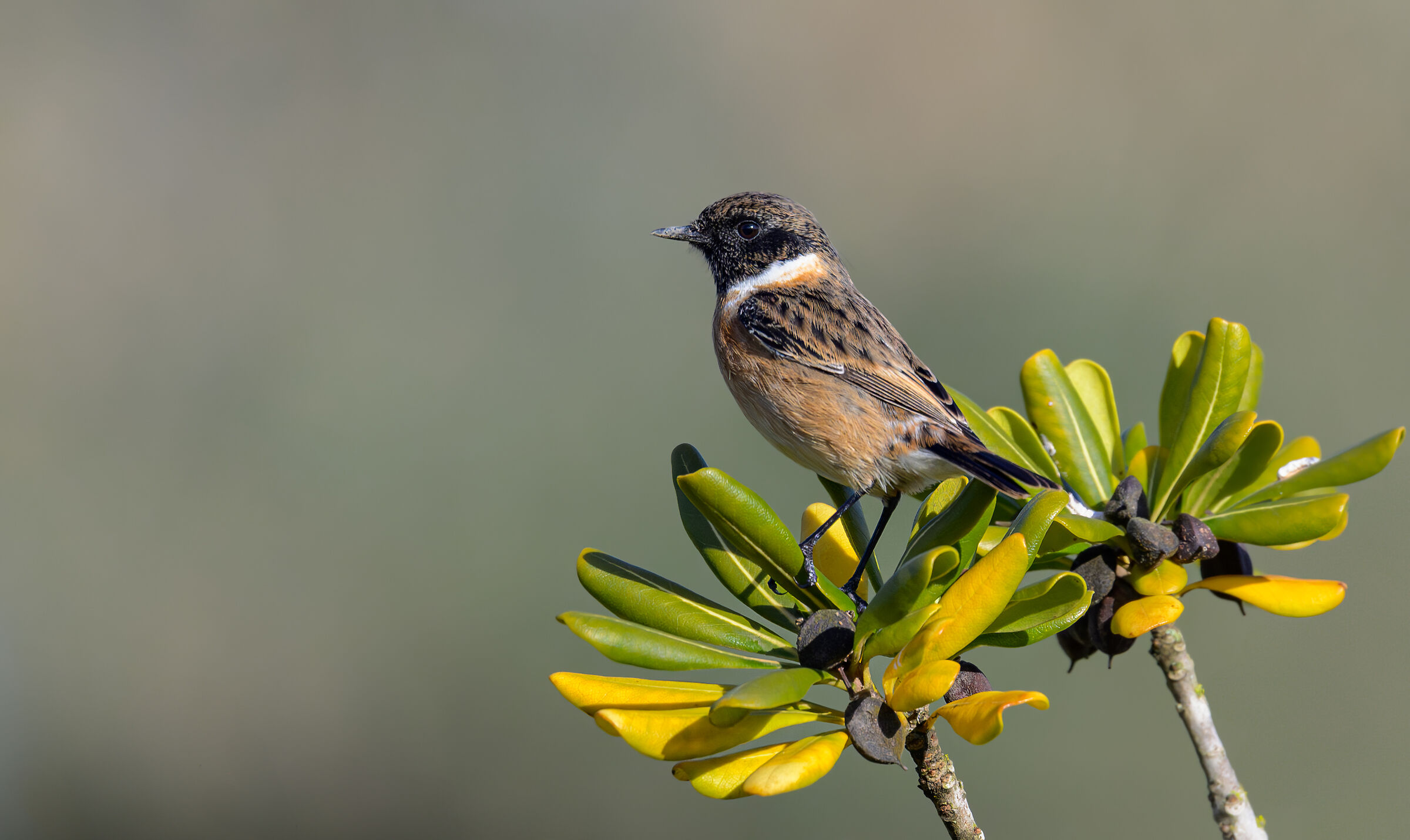 Saltinpalo on pittosporum