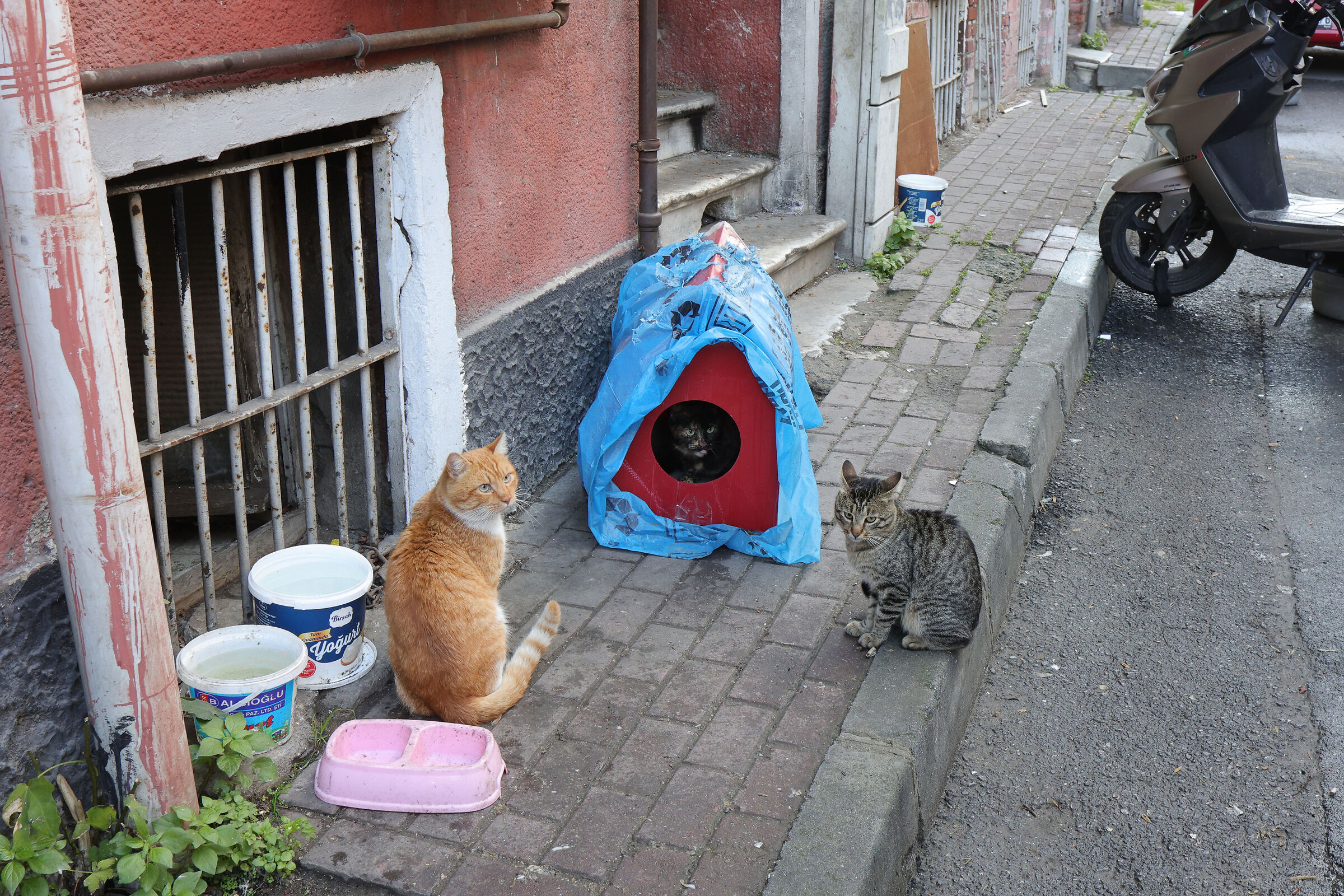 Gatti