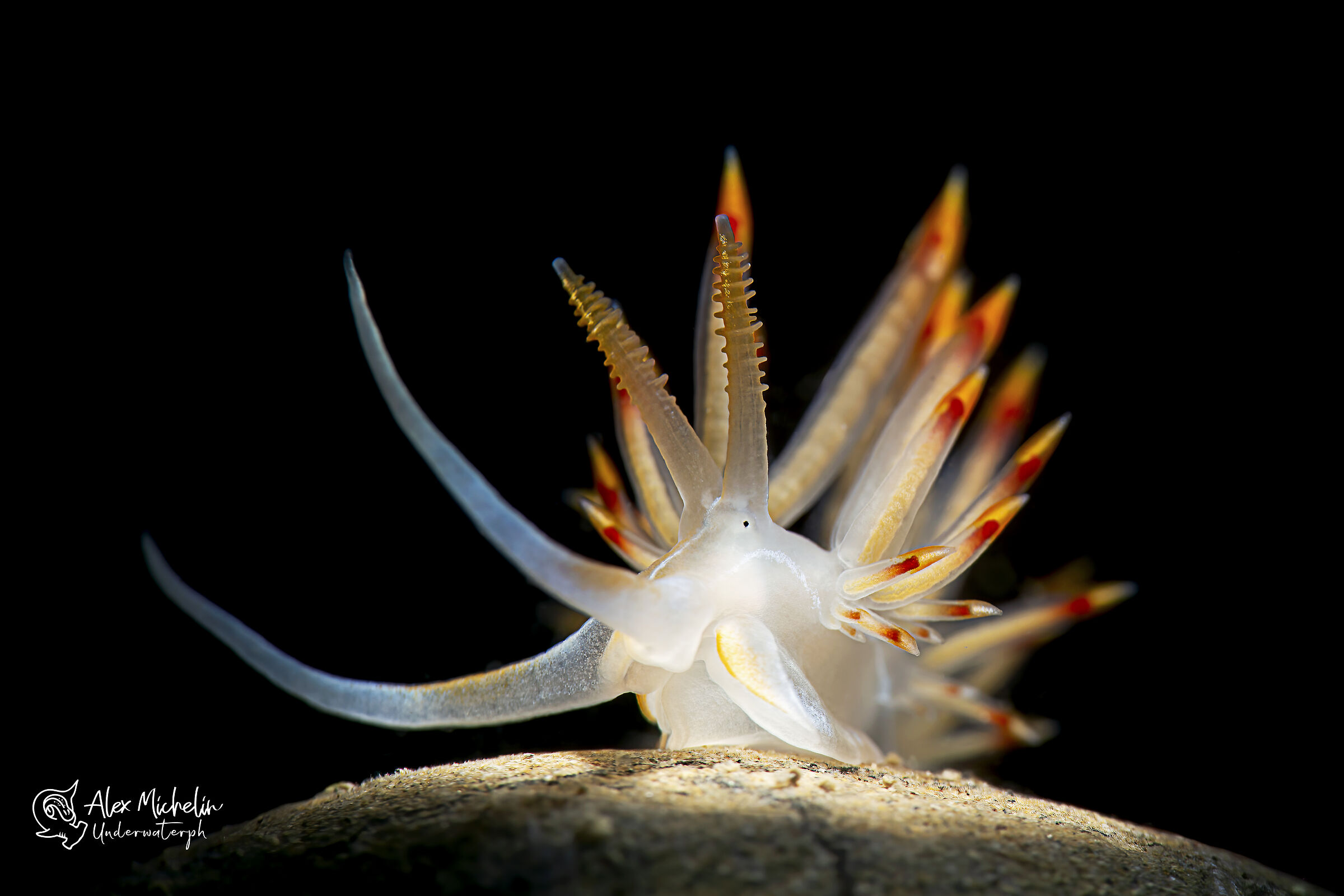 Nemesignis banyulensis ( ex dondice )