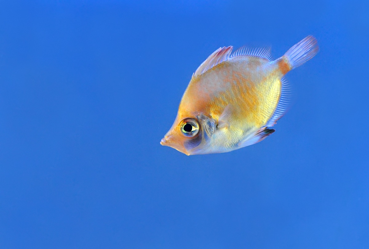 immersed in the blue