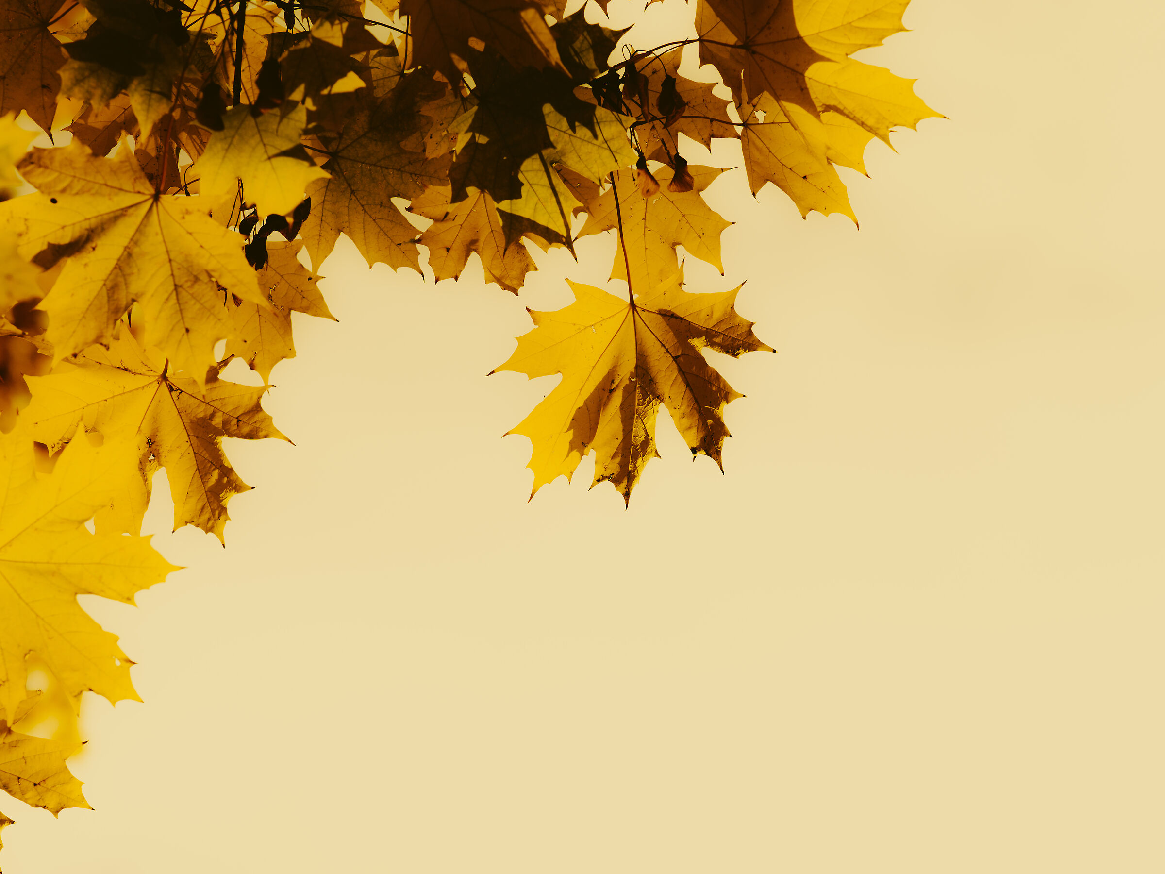 Maple No.6