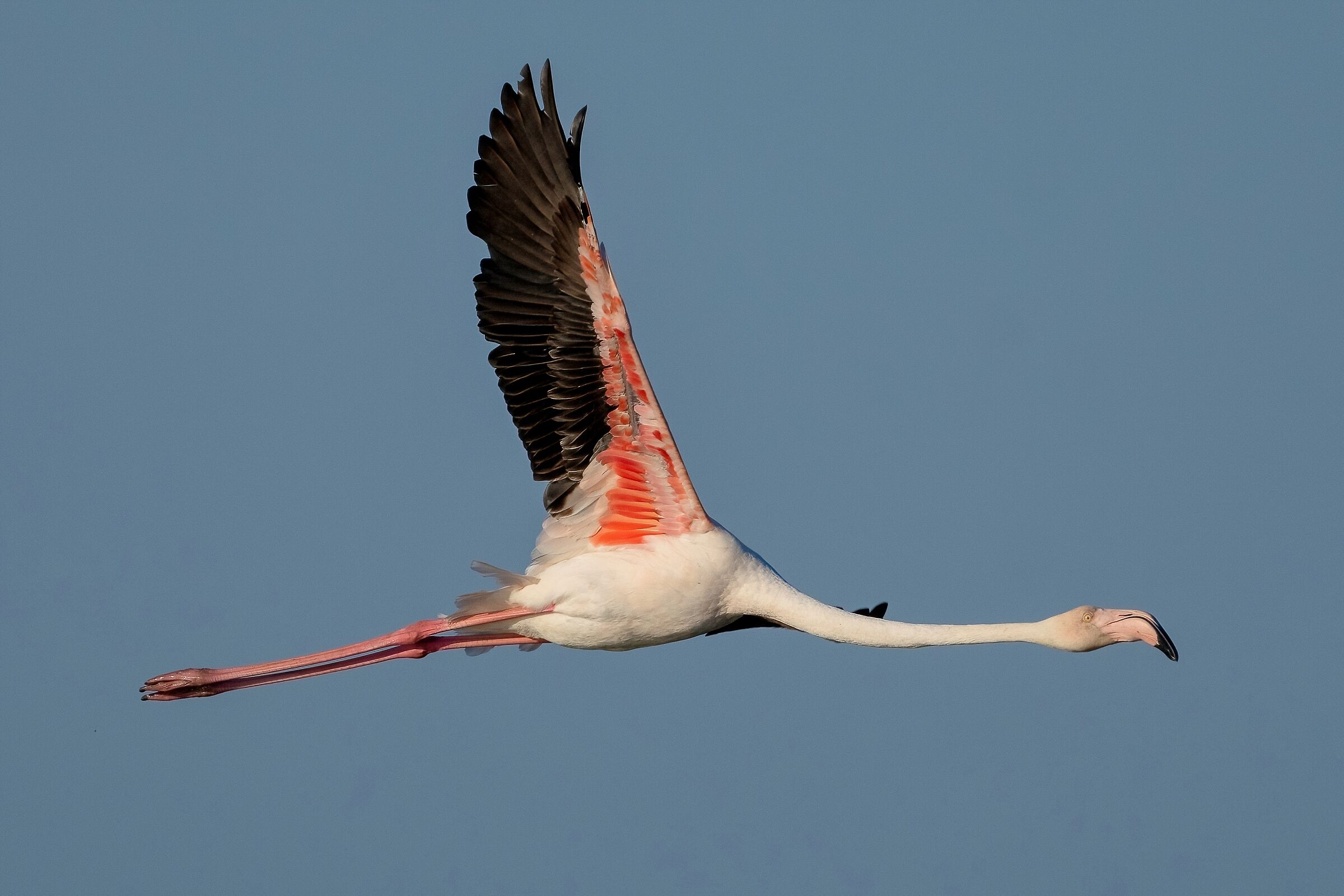 Fenicottero rosa (Phoenicopterus roseus)