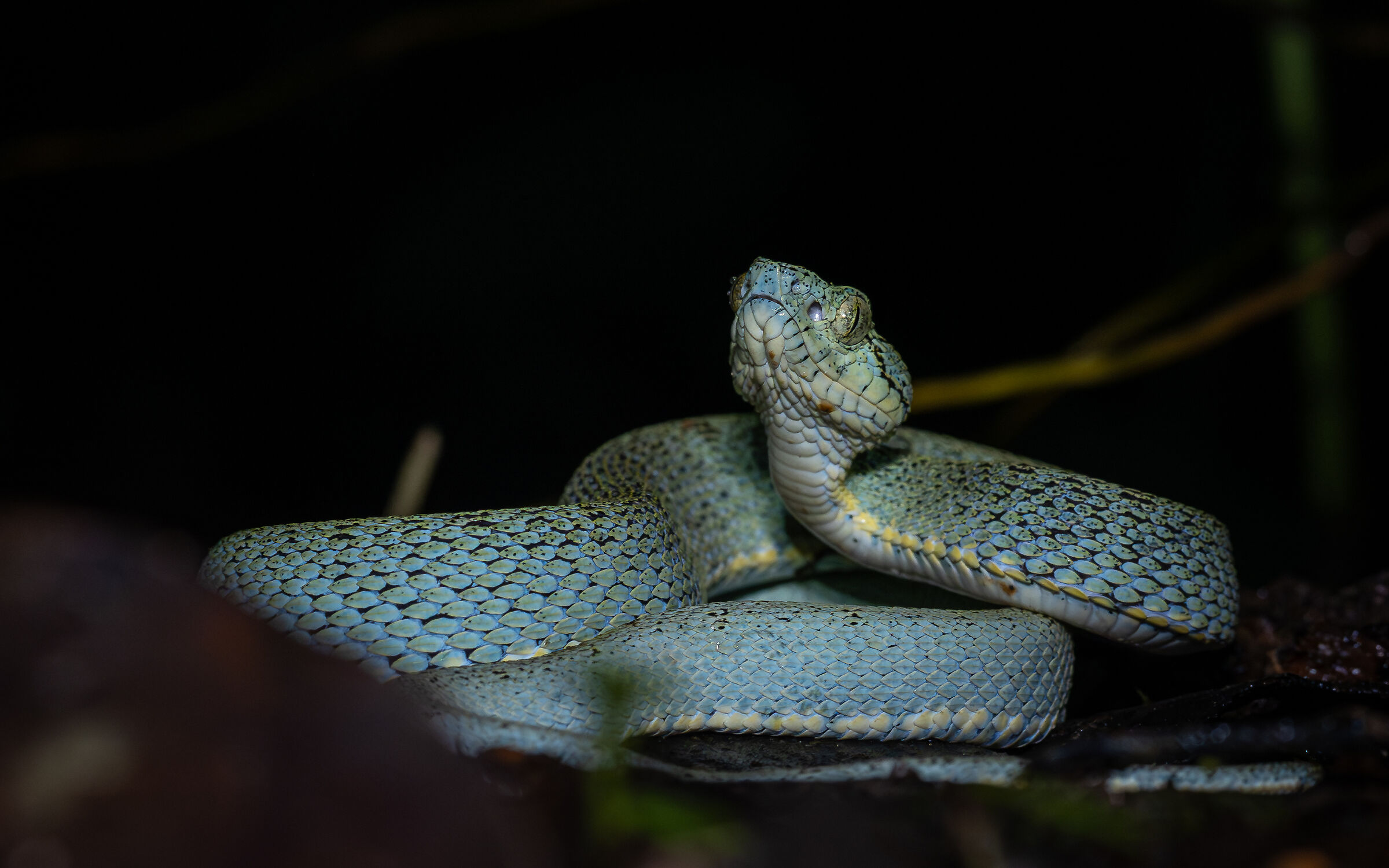 Bothrops bilineatus (giovane)