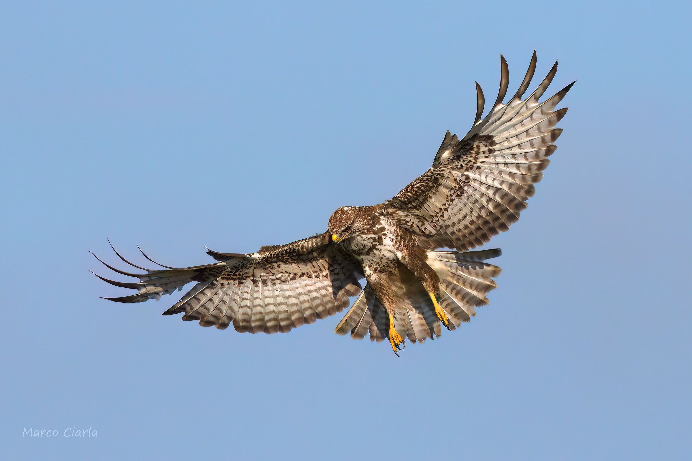 Buzzard (Buteo buteo)