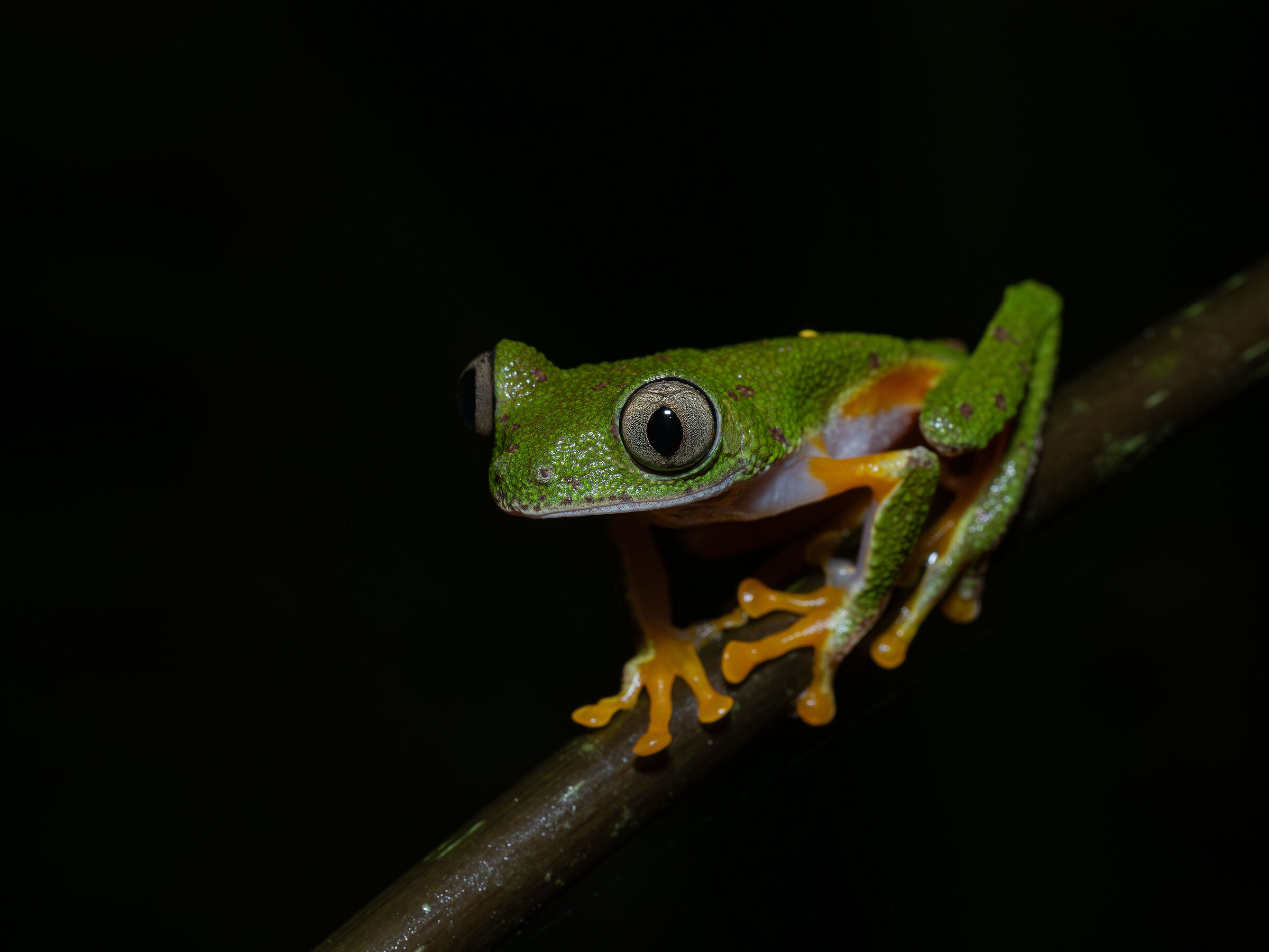 Agalychnis hulli