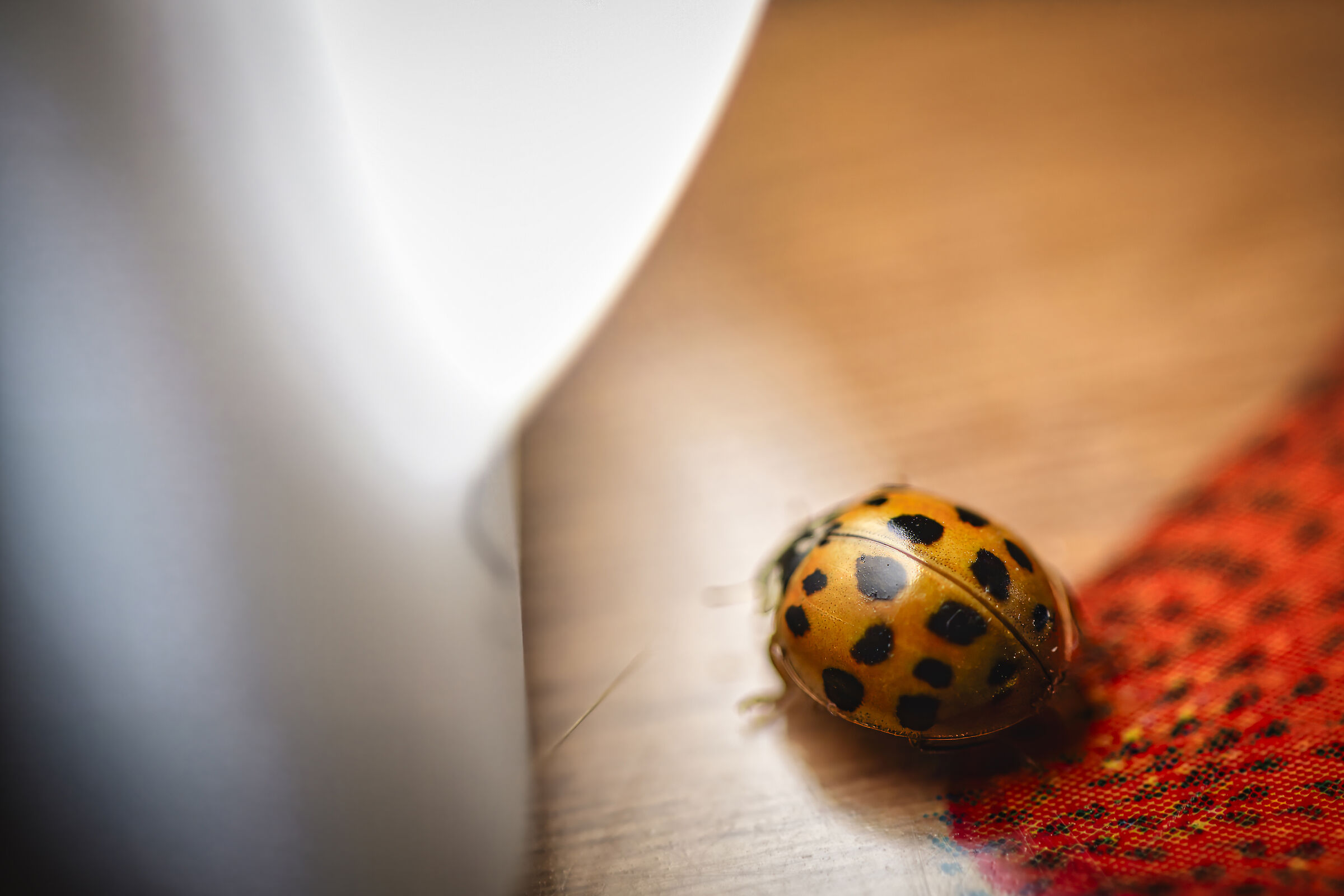 The ladybug