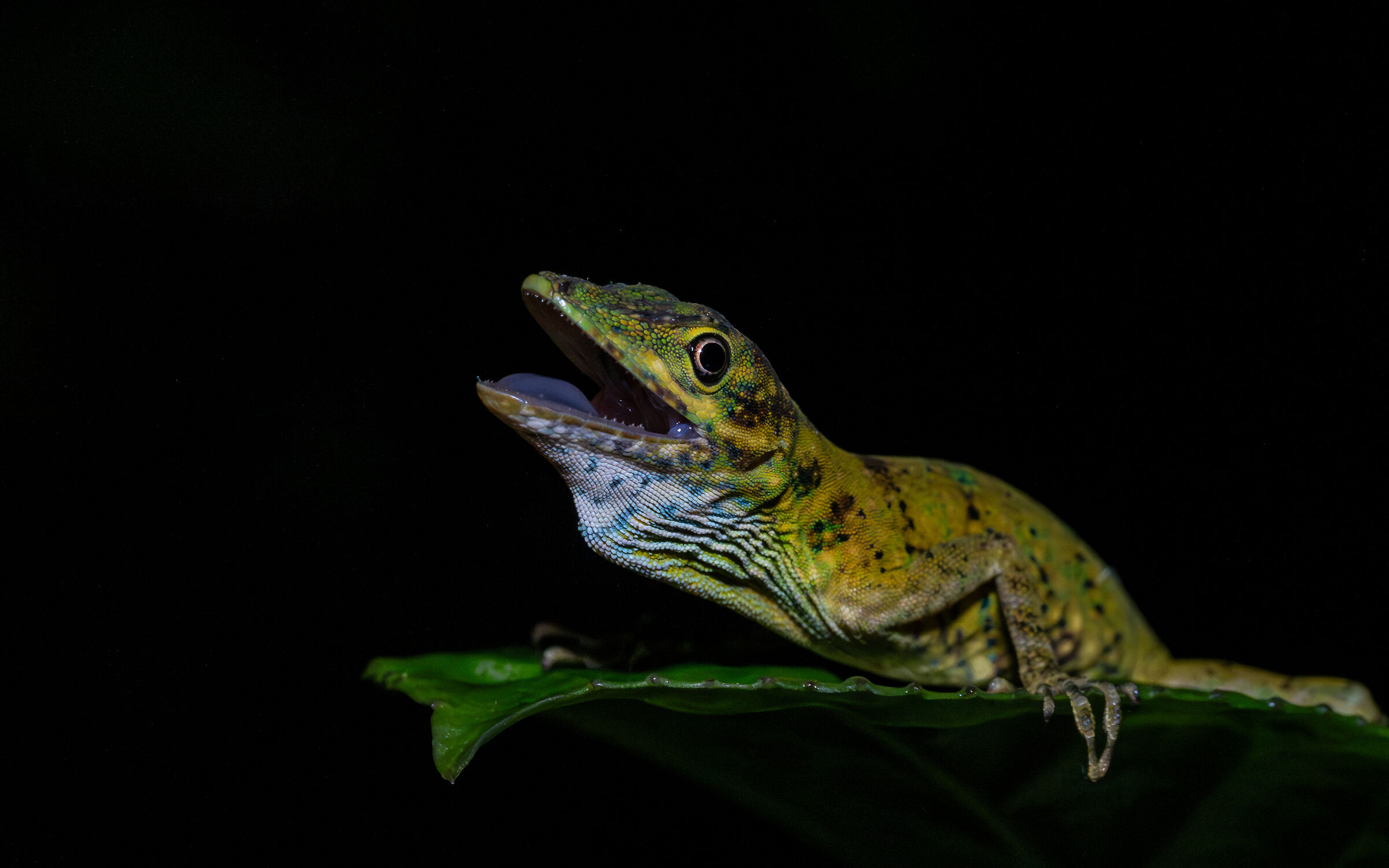 Anolis gemmosus