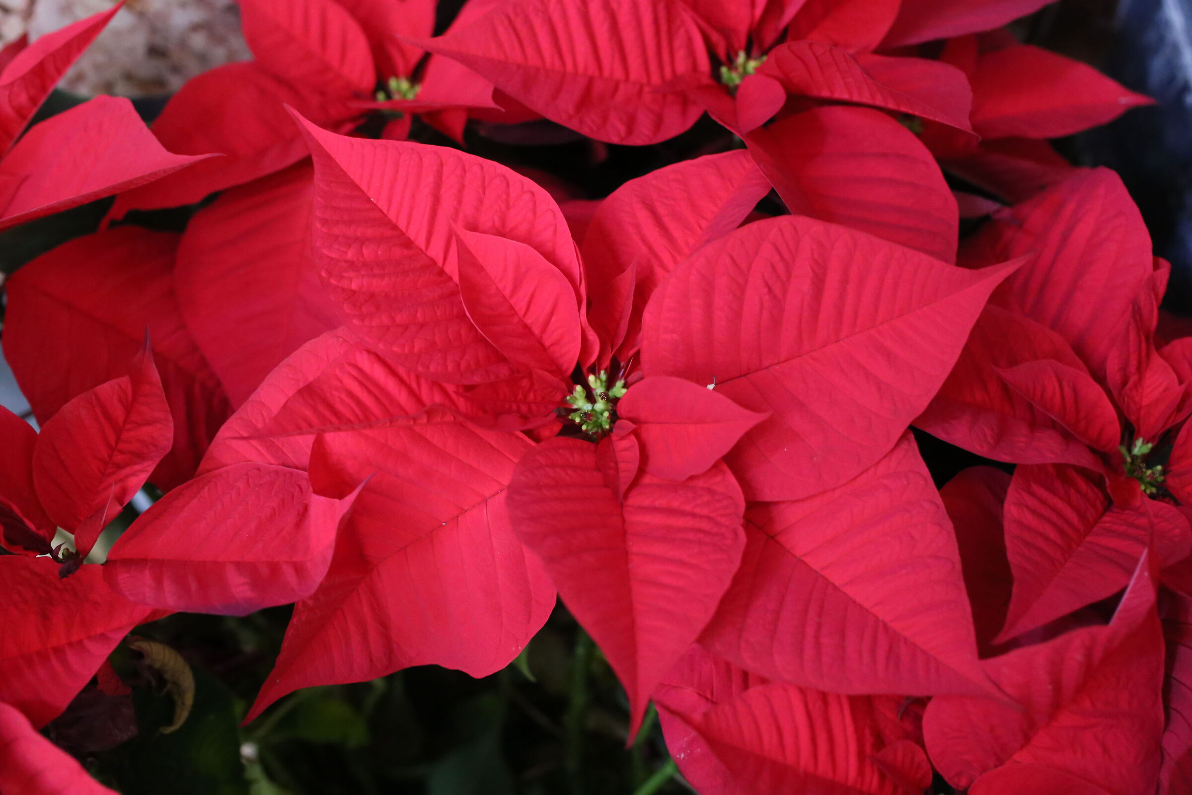 @" ISO 12 Thousand 800 " Milvuss Zeiss 50, 1.4 - Canon 6 D