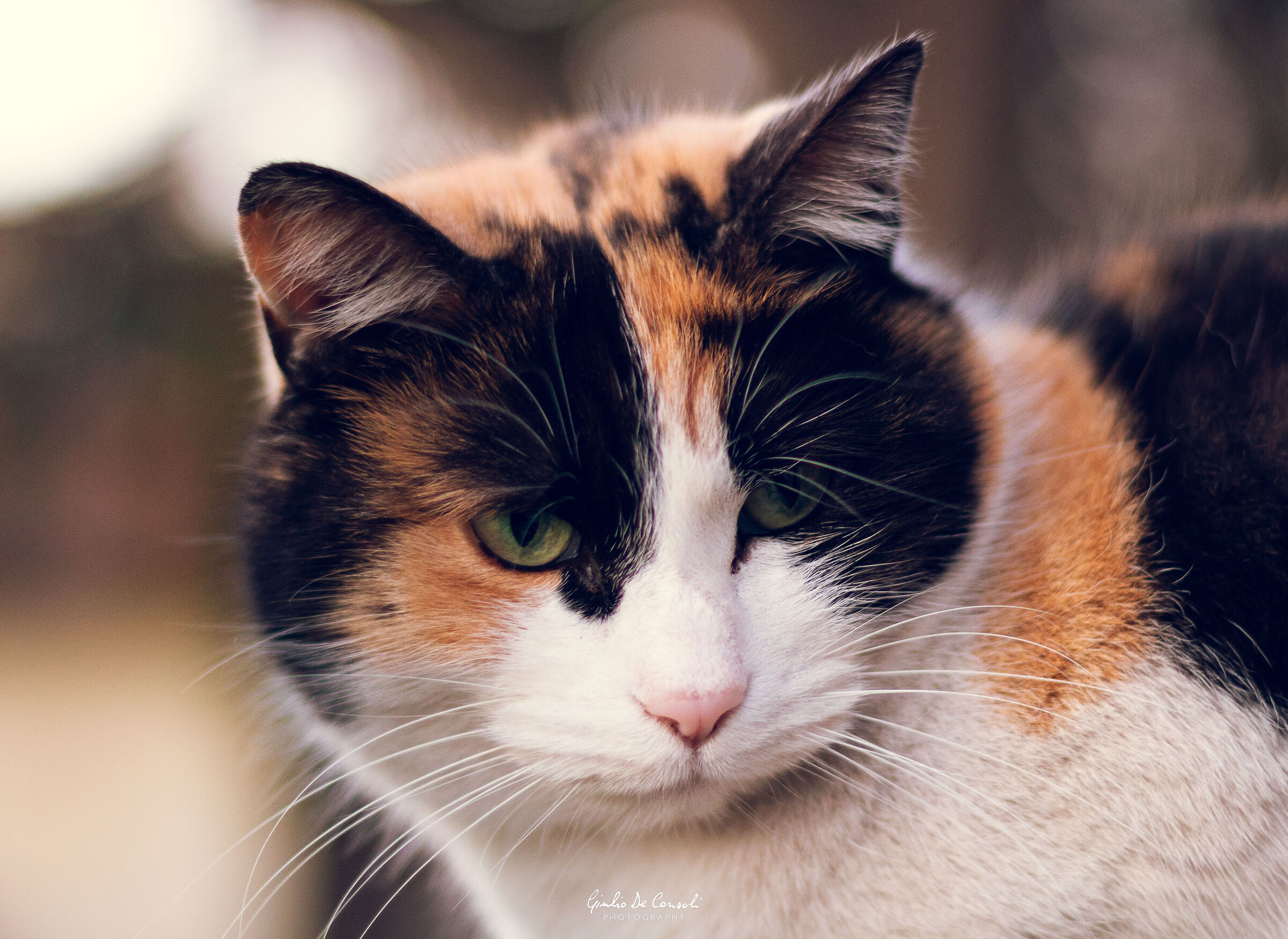 Calico