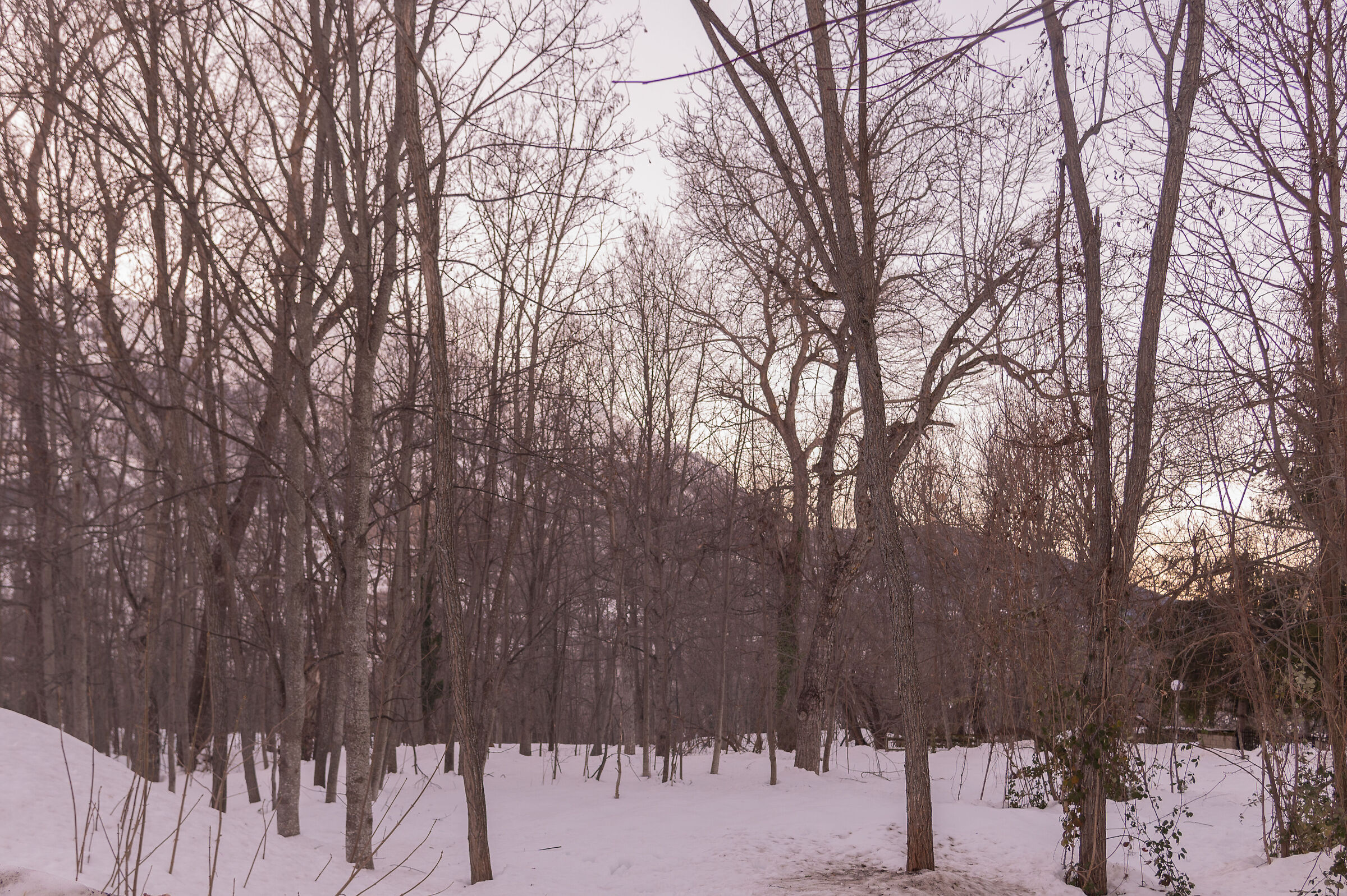 Beech forest