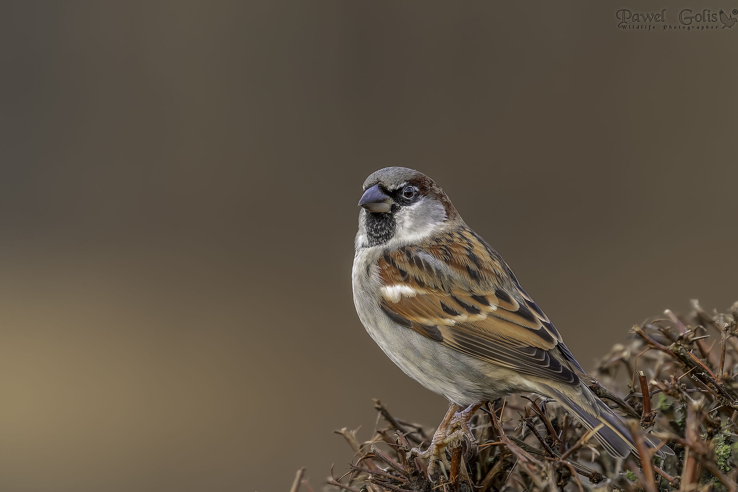 Passero domestico (Passer domesticus)