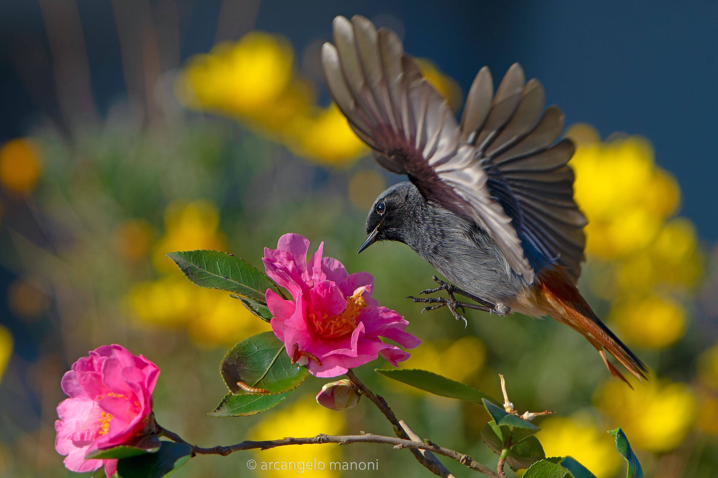 The Chimney Sweep is back