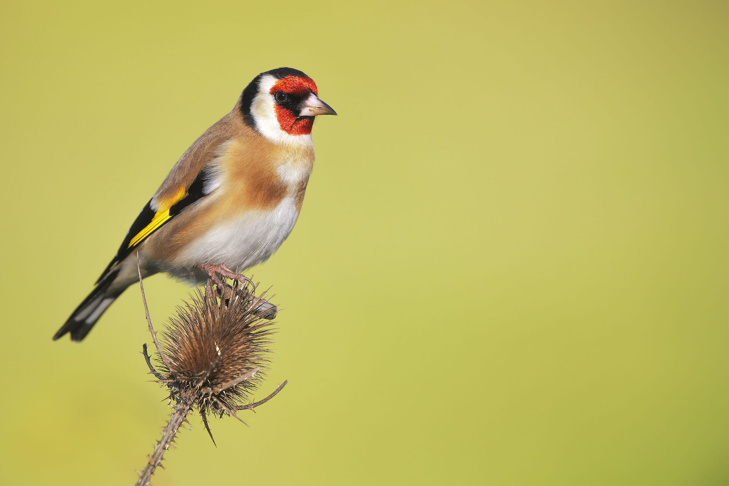 Goldfinch