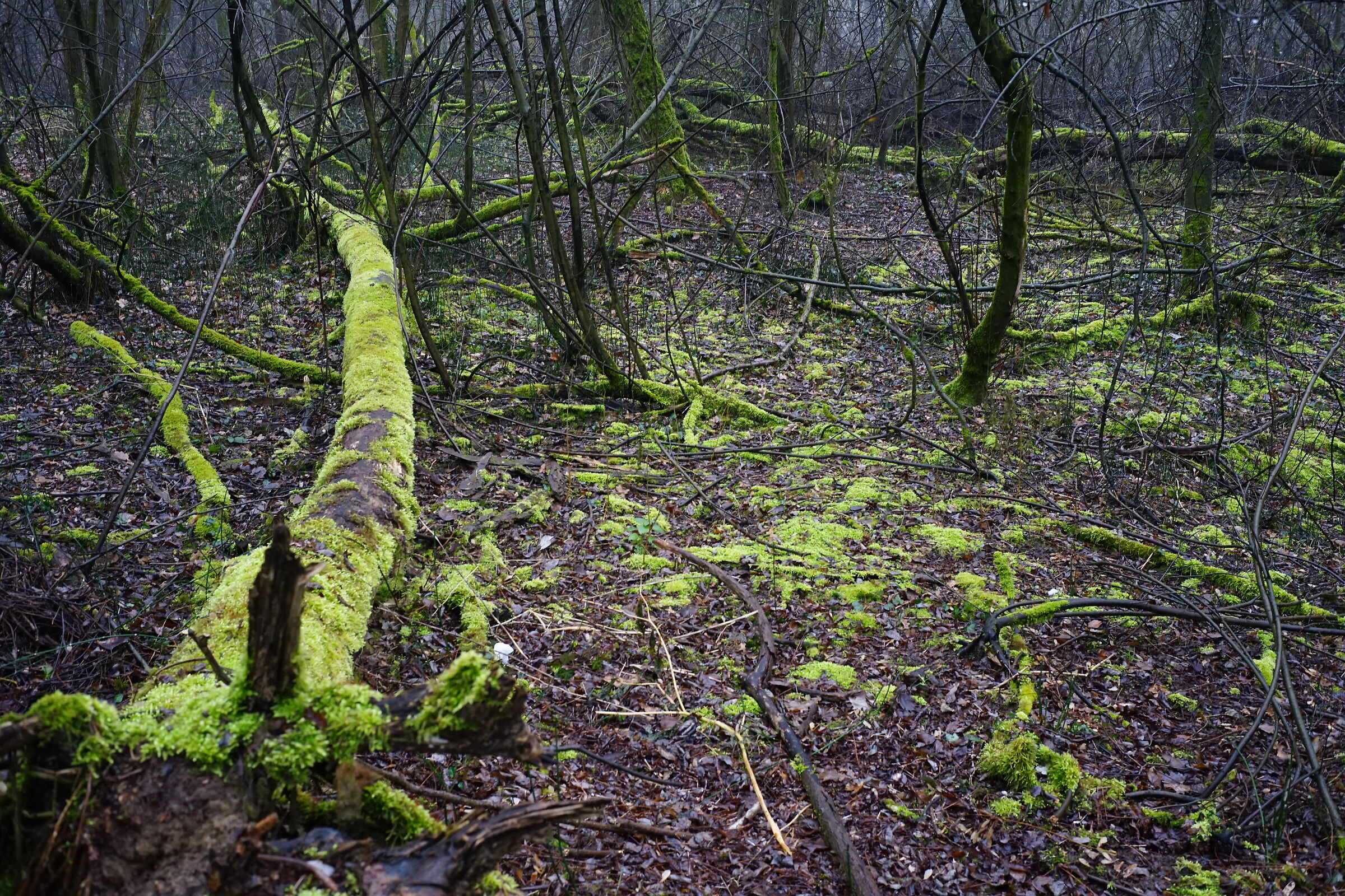 i colori del bosco d'inverno