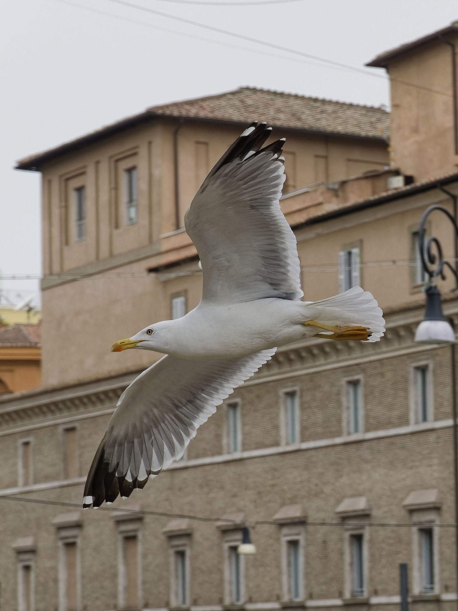 Seagull of Rome (2)