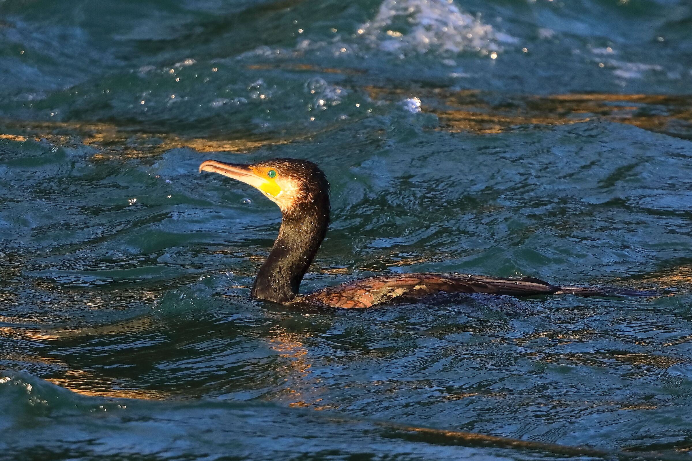 Cormorano 10 ottobre 2024 - 0057