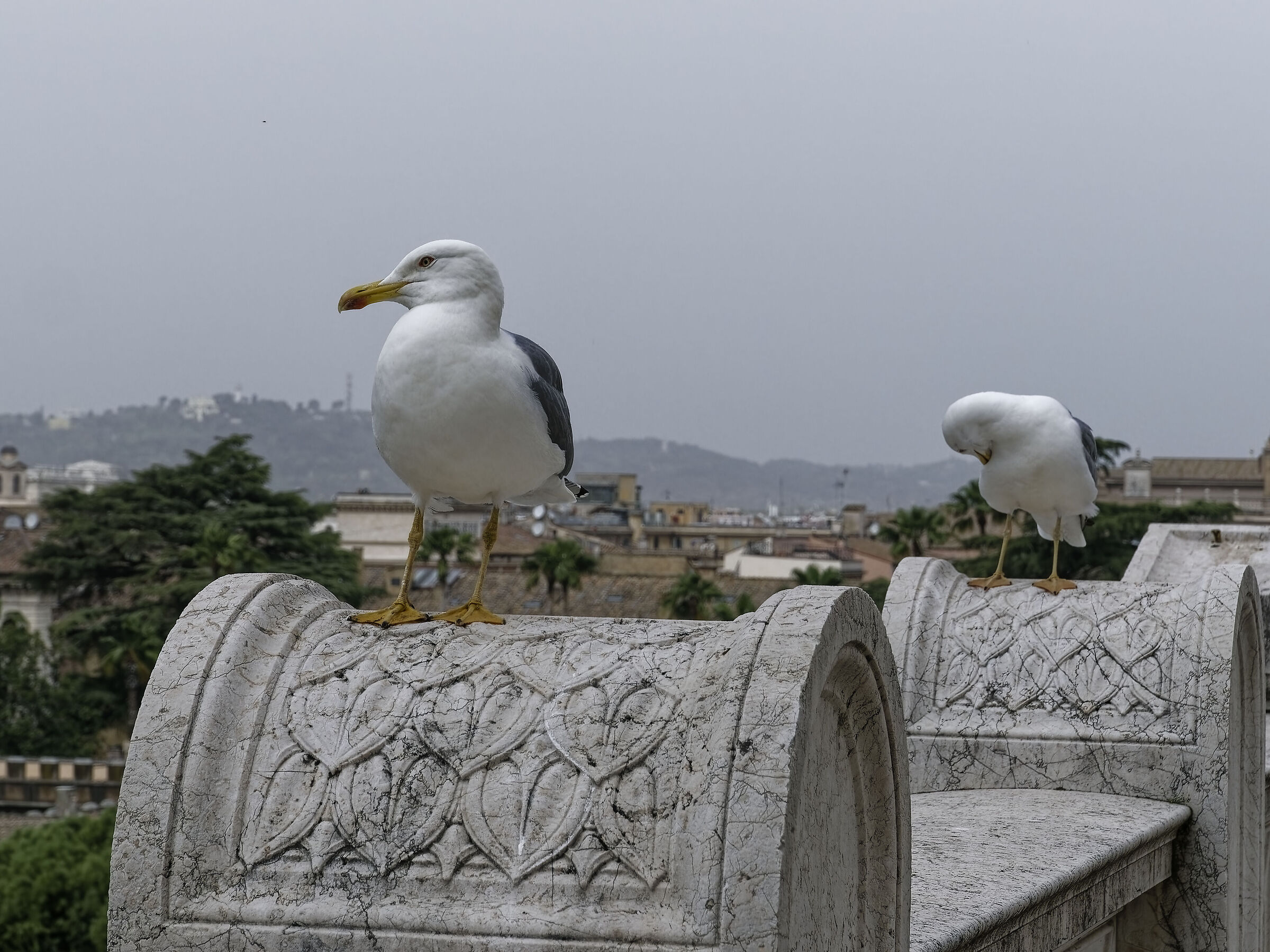Seagulls on the Altar of the Fatherland - Rome