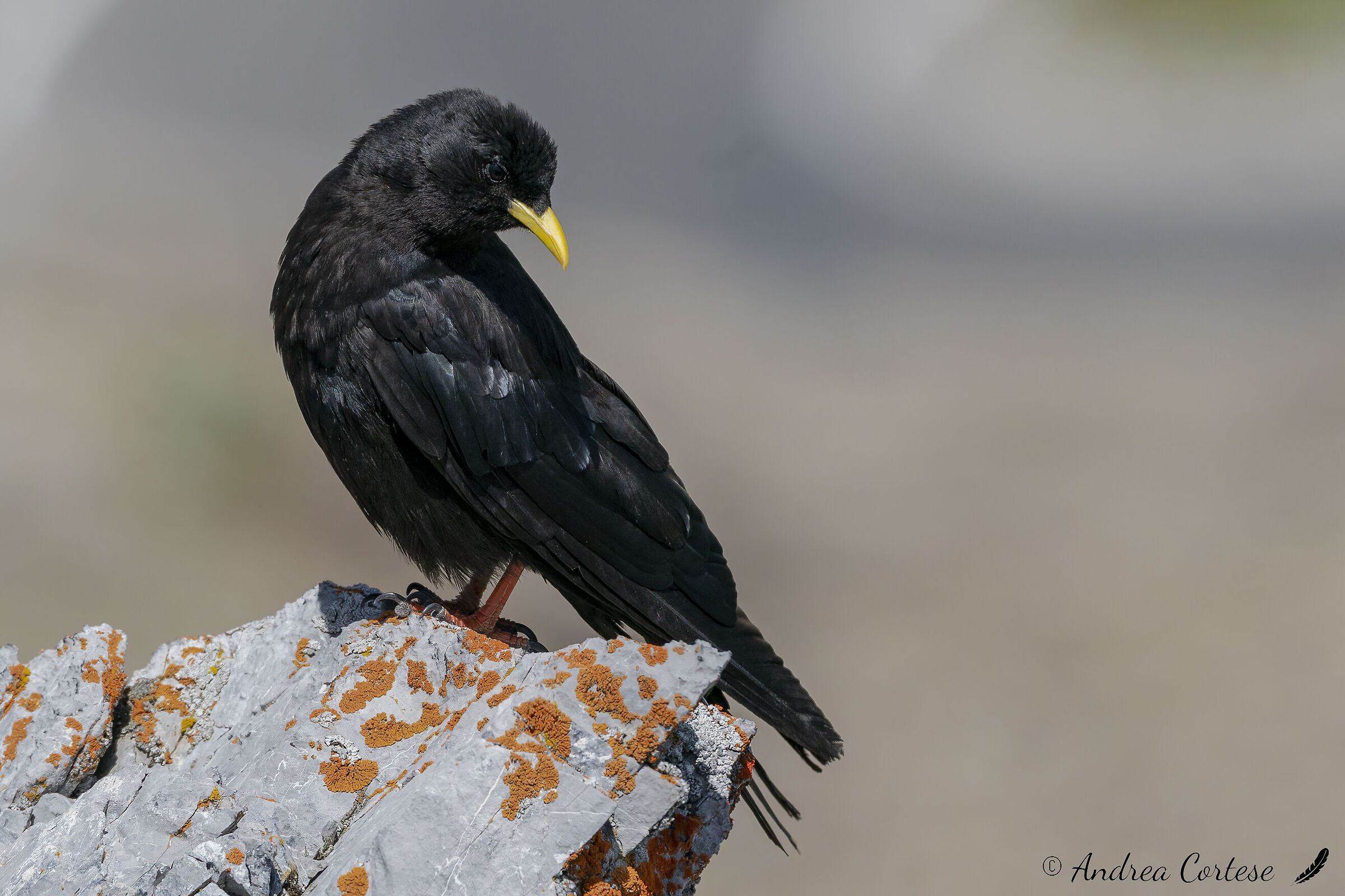 Gracchio alpino (Pyrrhocorax graculus)