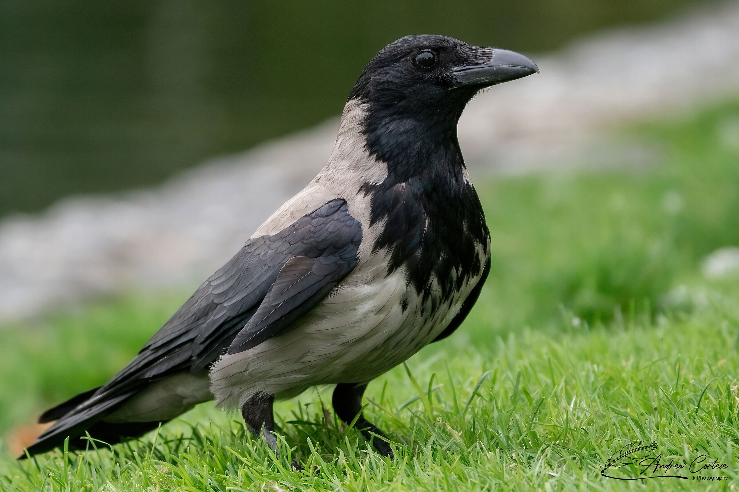 Cornacchia grigia (Corvus cornix)