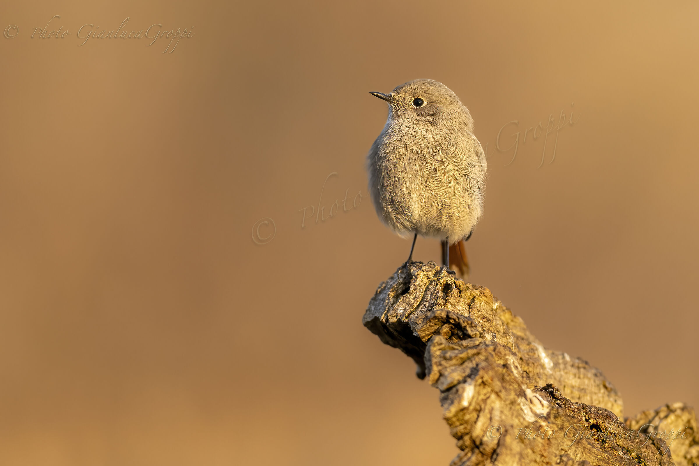 Female Redstart in the early hours of the morning