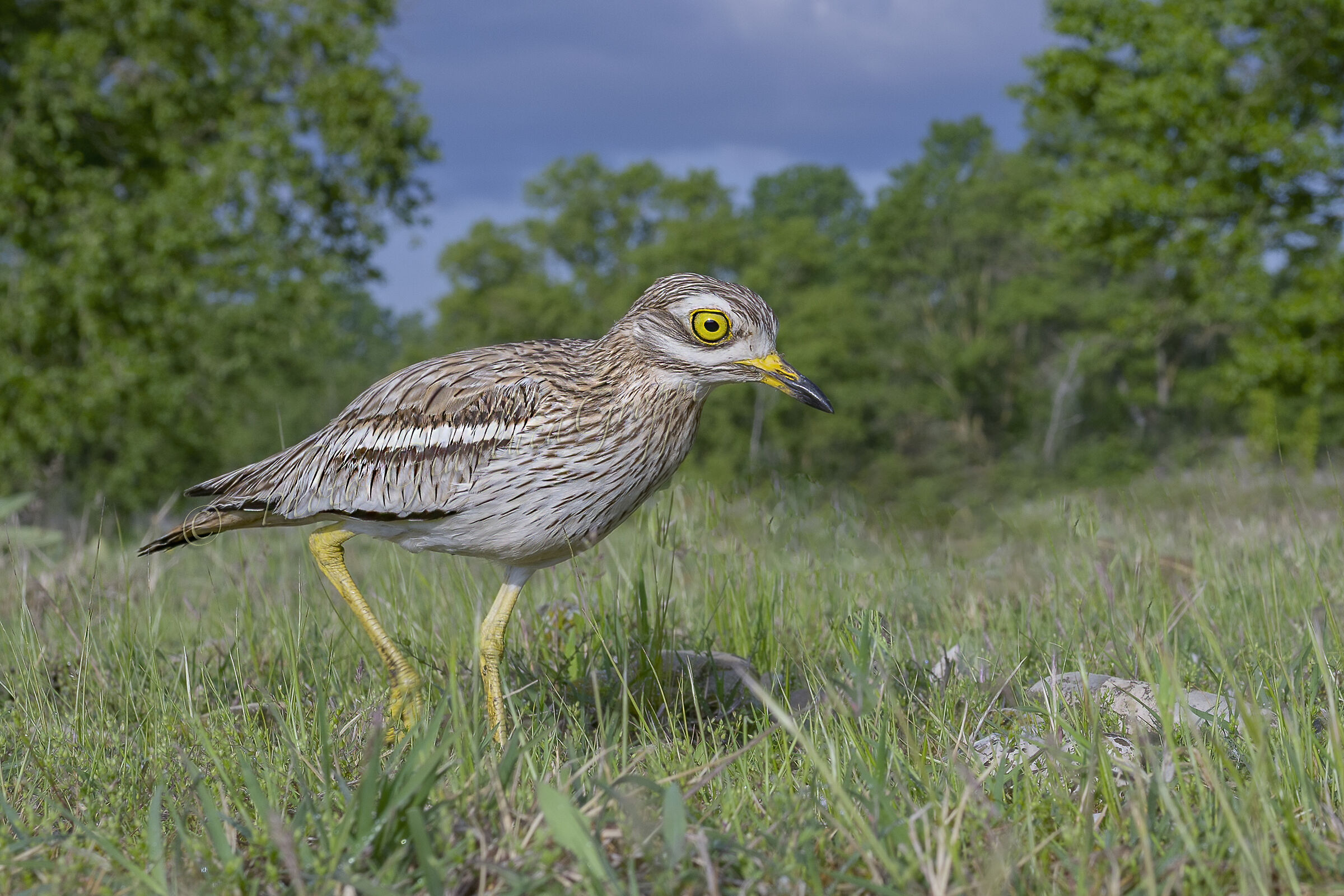 Curlew and its habitat