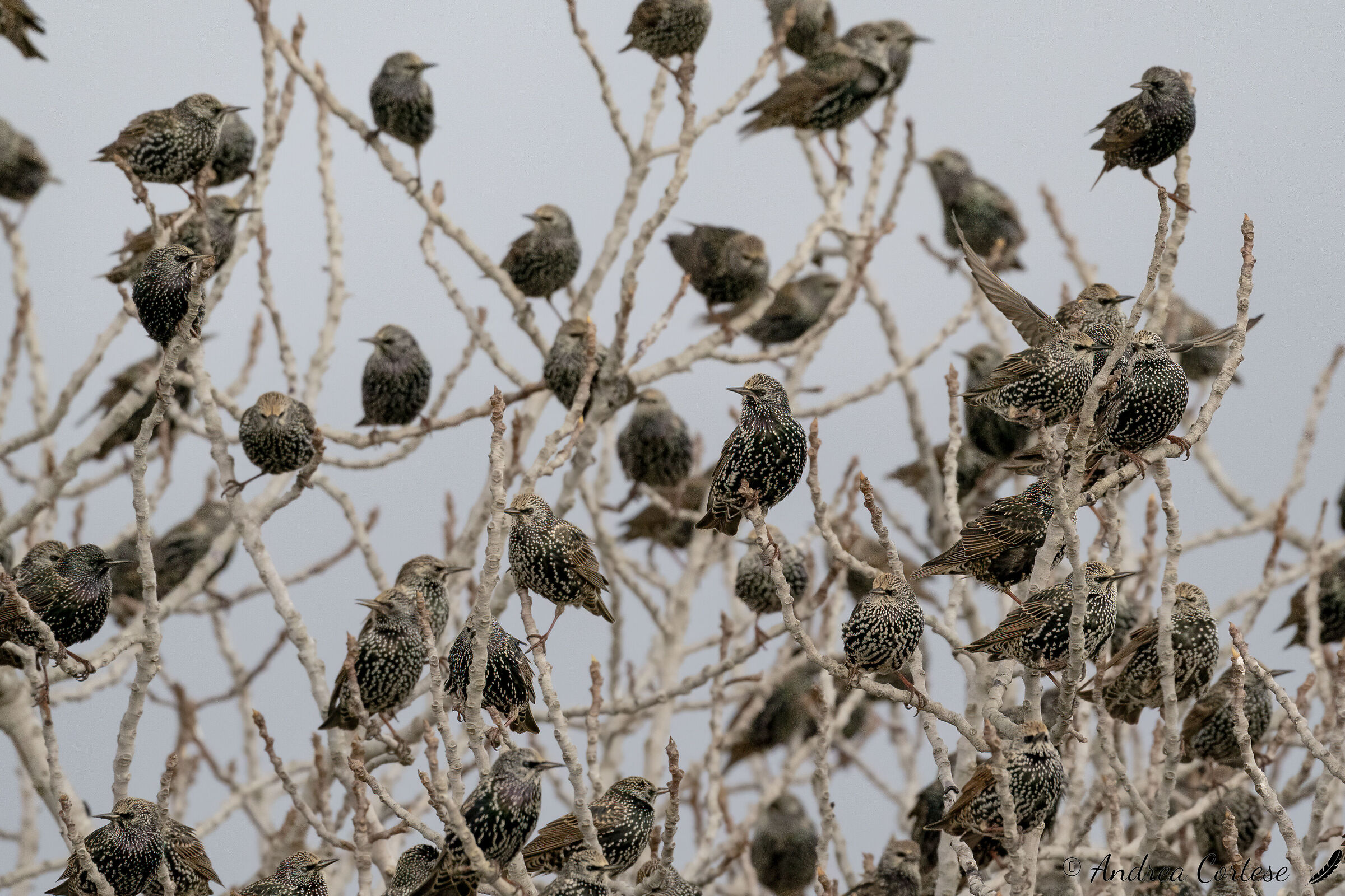 Storno comune (Sturnus vulgaris)