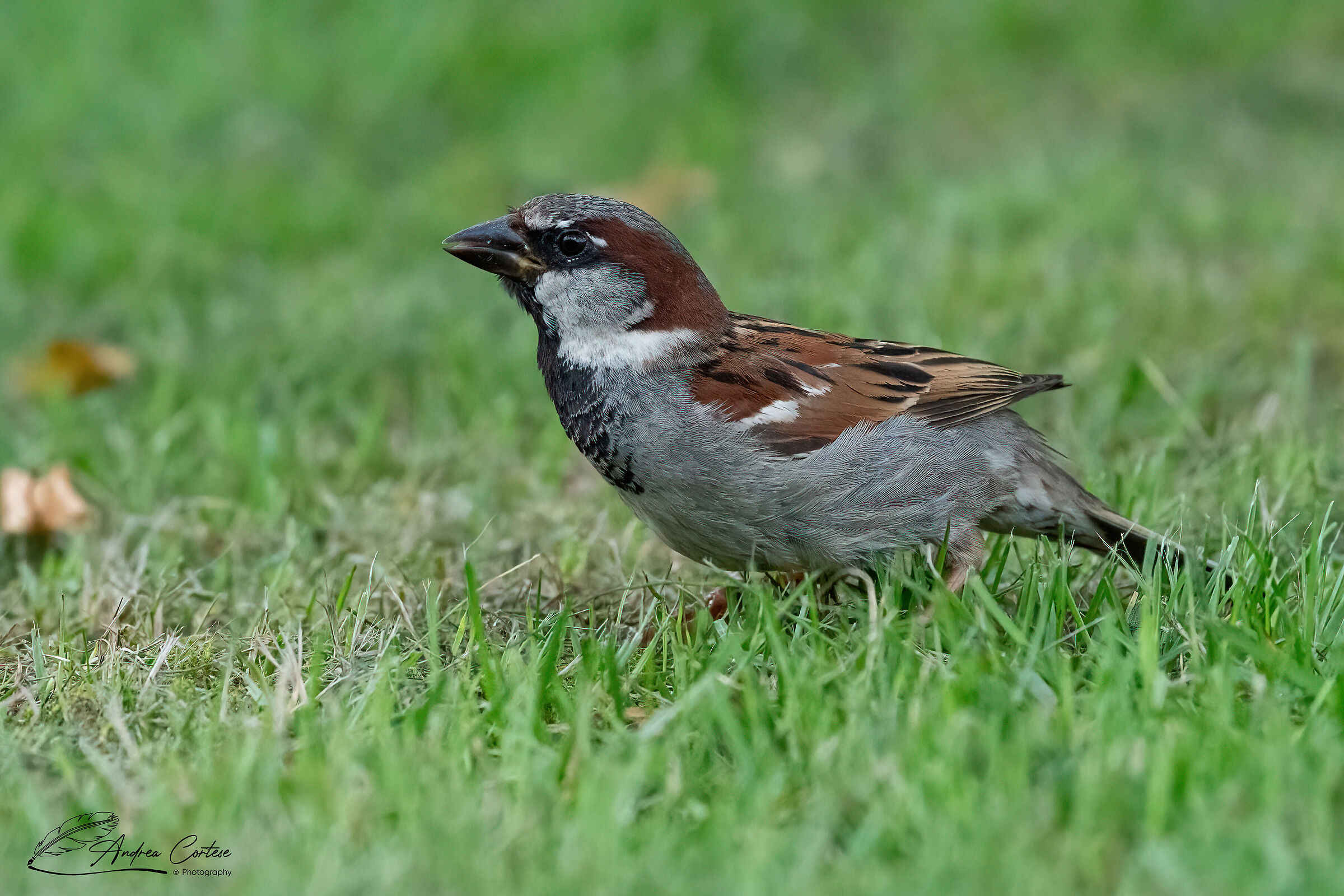 Passera europea (Passer domesticus)