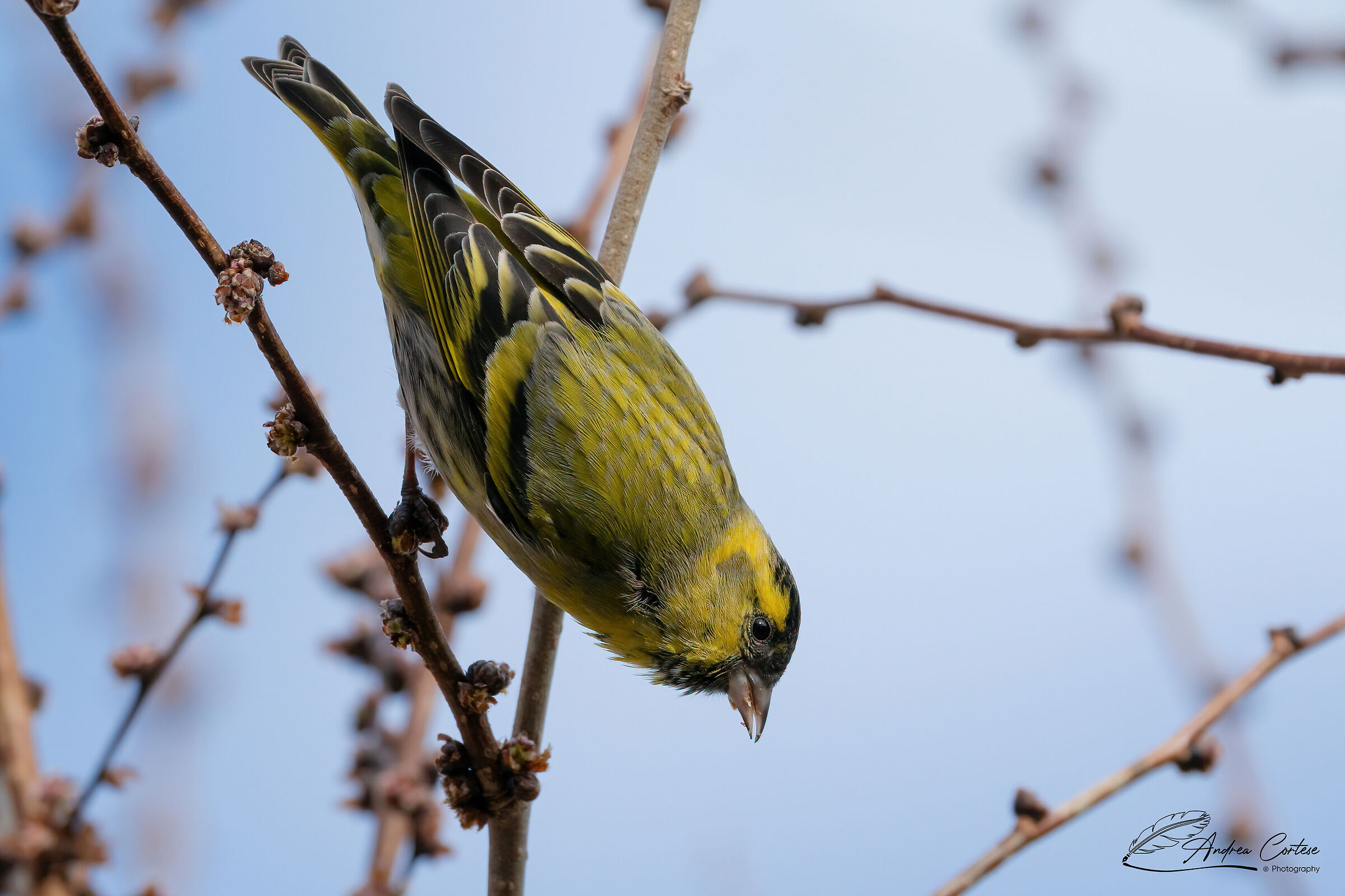 Lucherino (Carduelis spinus)