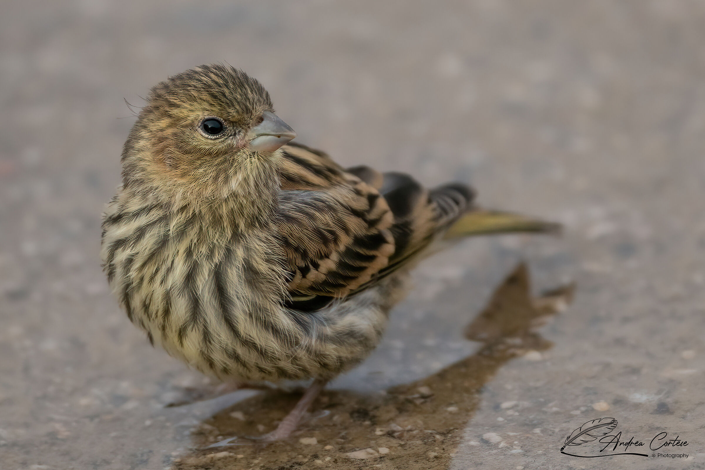 verzellino (Serinus serinus)