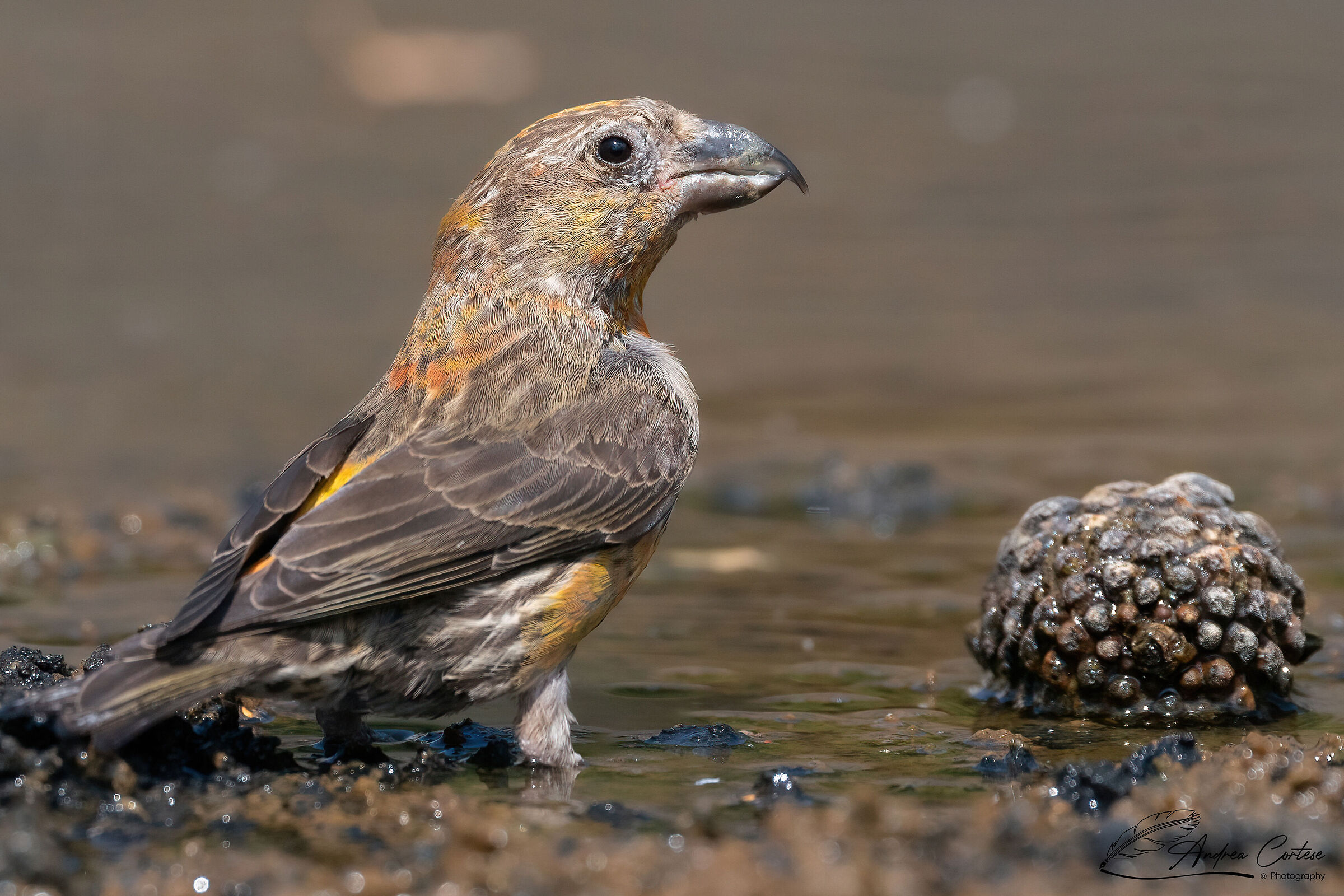 Crociere (Loxia curvirostra)