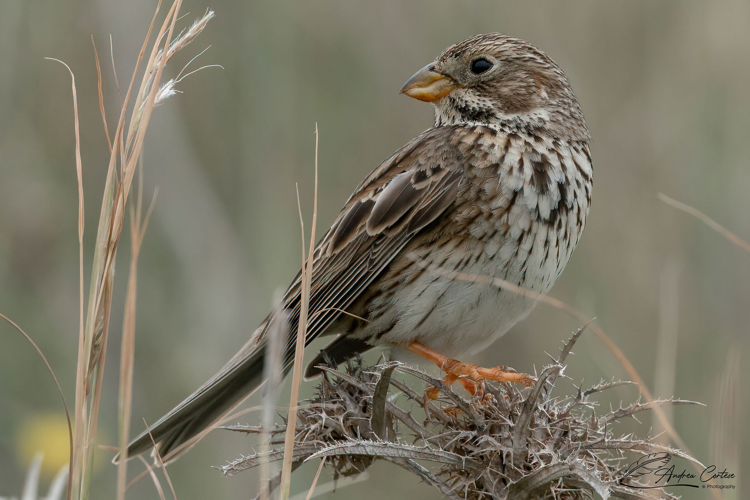 Strillozzo (Emberiza calandra)