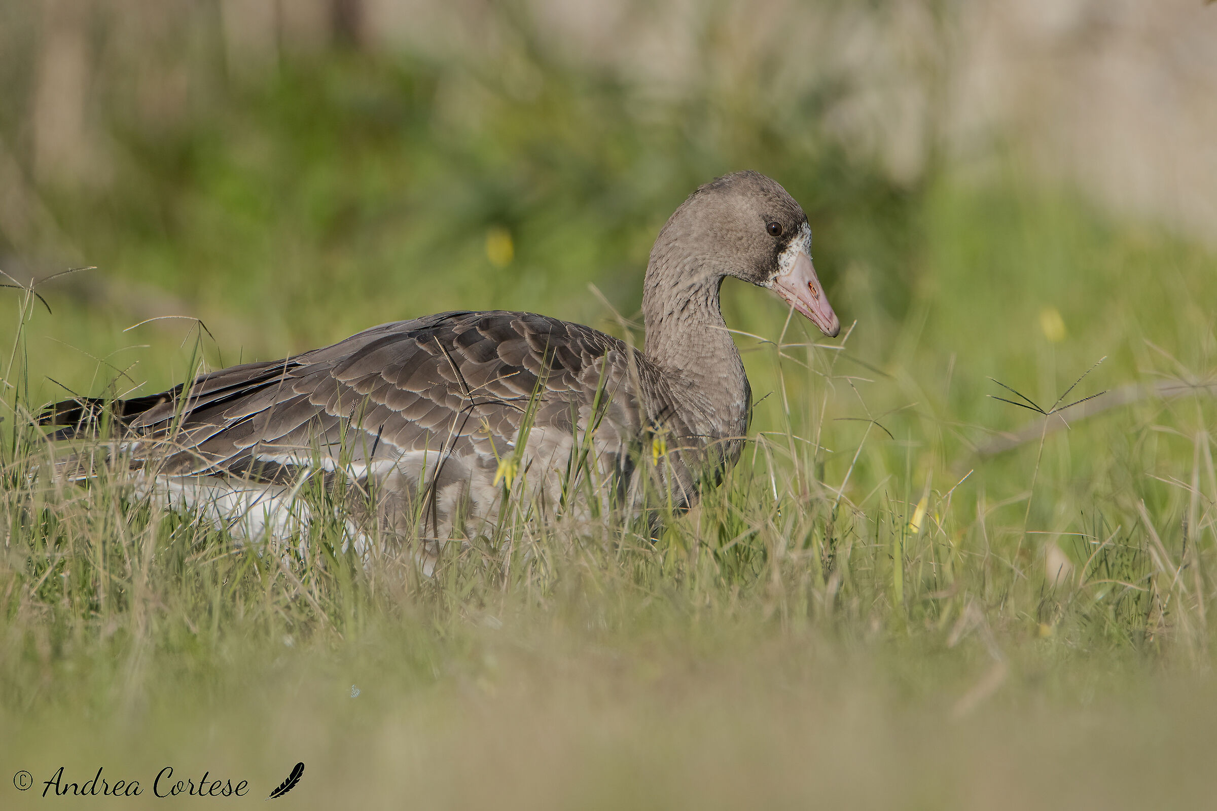 Oca lombardella (Anser albifrons)