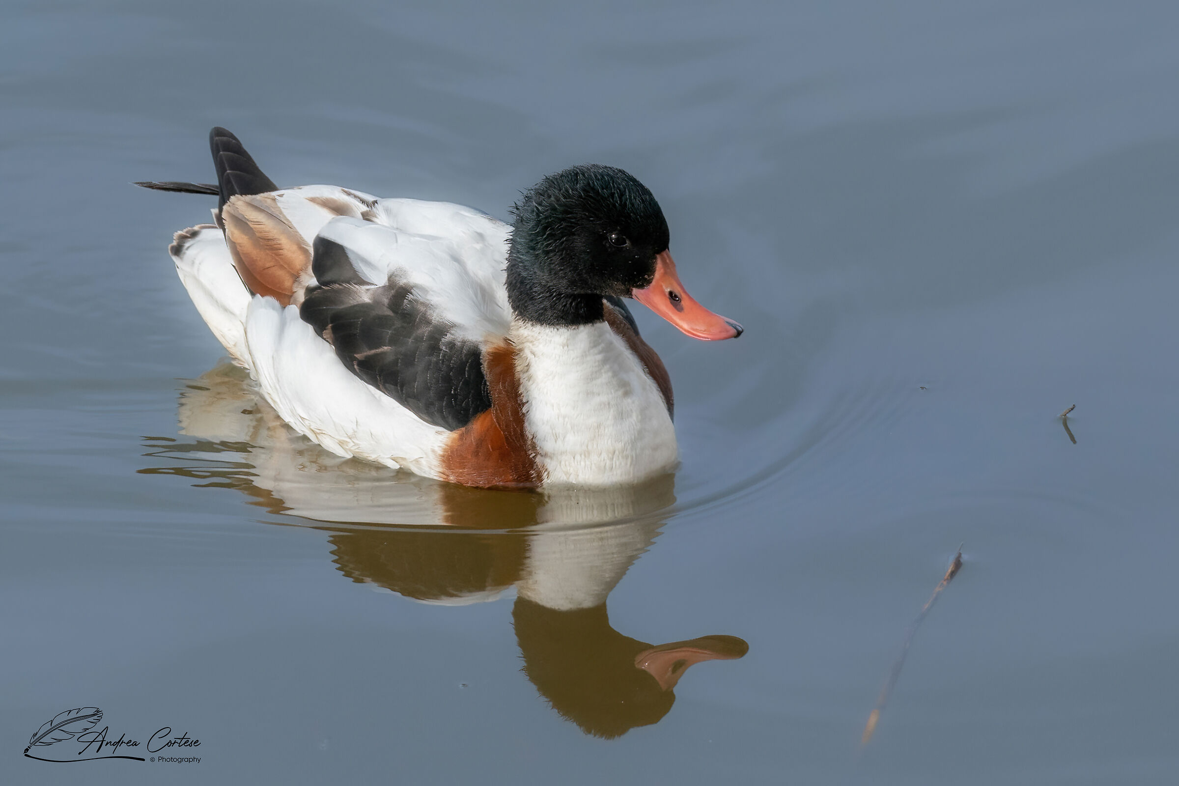 Volpoca (Tadorna tadorna)