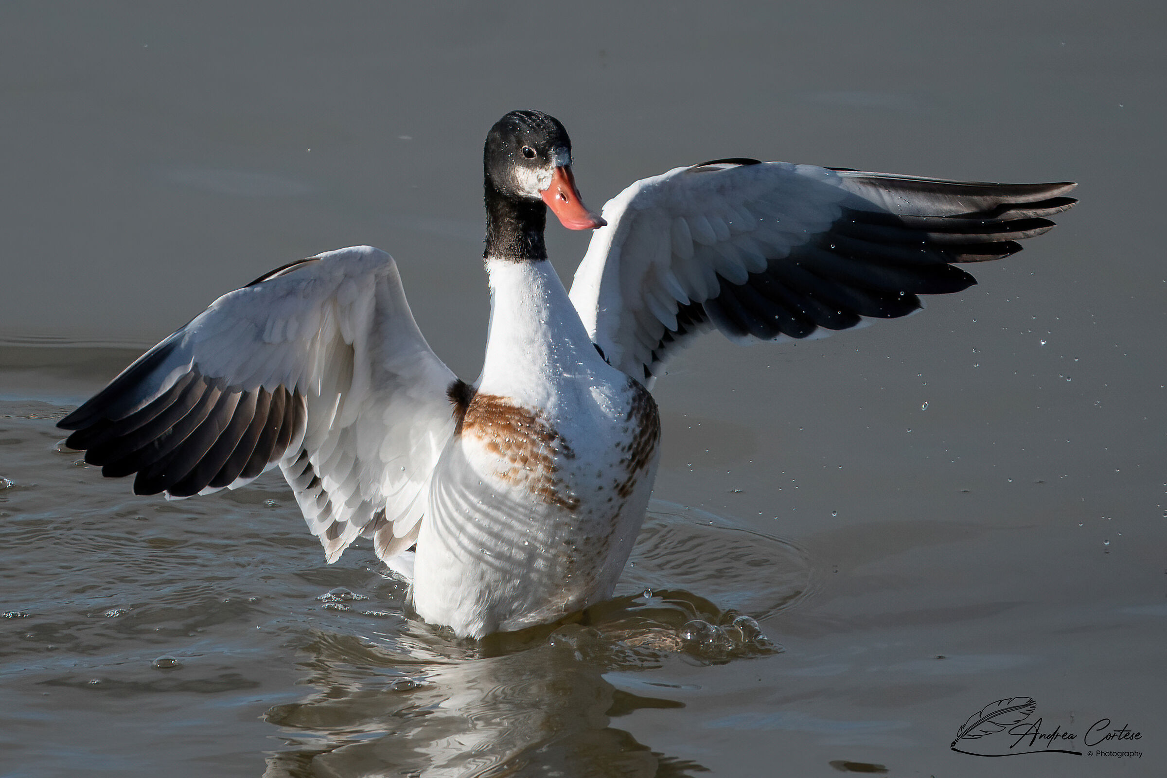 Volpoca (Tadorna tadorna)