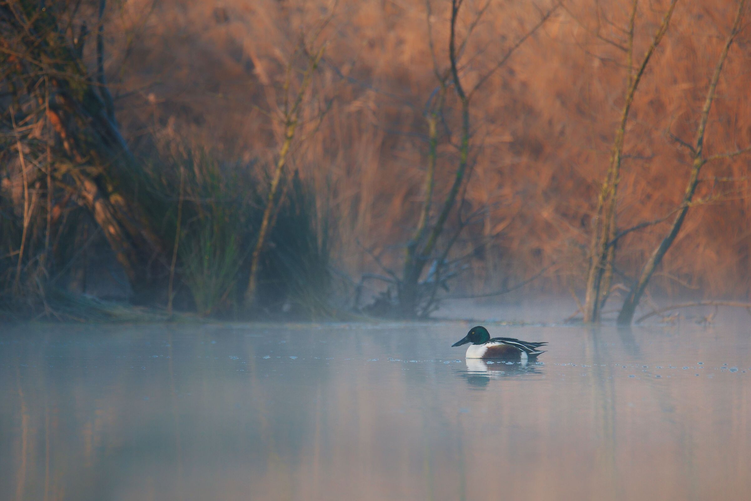 Shoveler in the fog