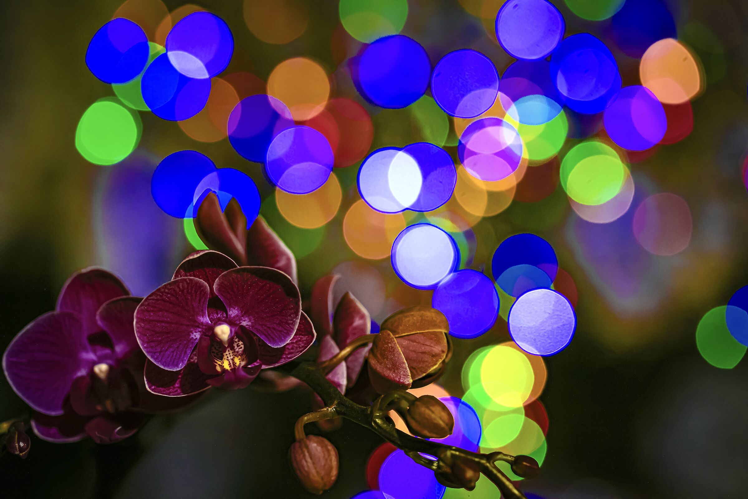 Phalenopsis in primo piano 2