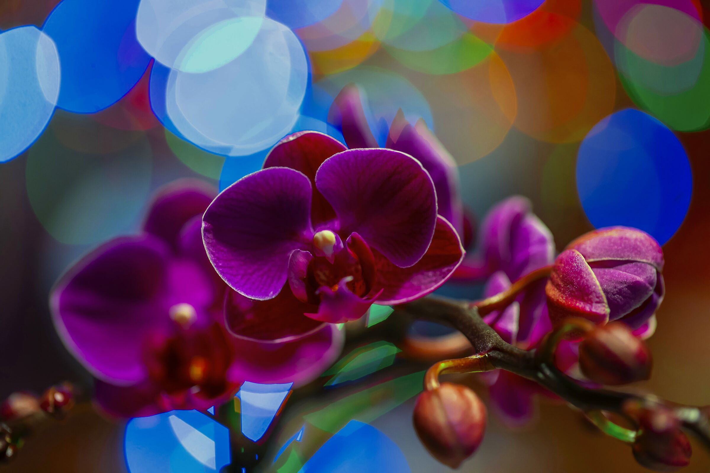 Phalenopsis in primo piano 1