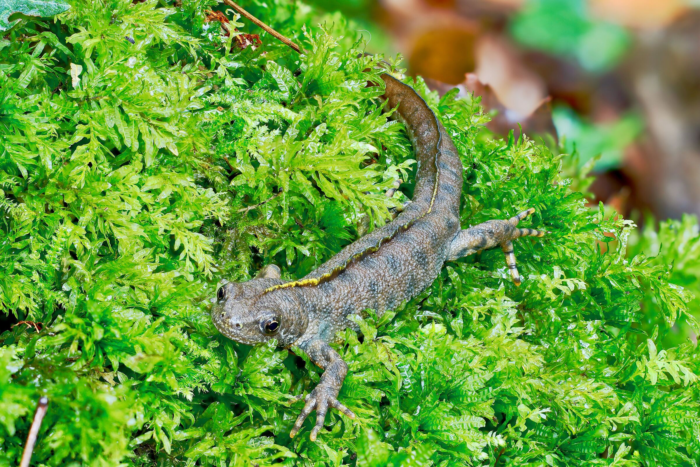 Female crested newt