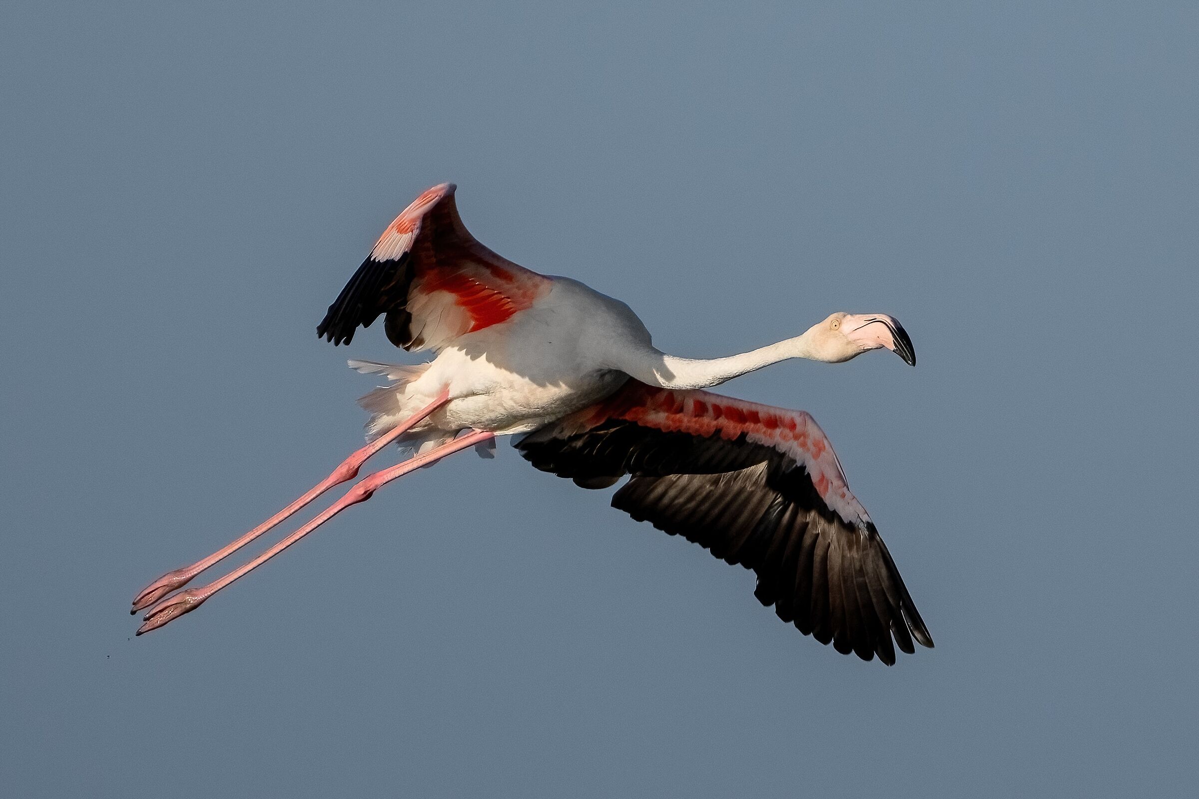 Fenicottero rosa (Phoenicopterus roseus)
