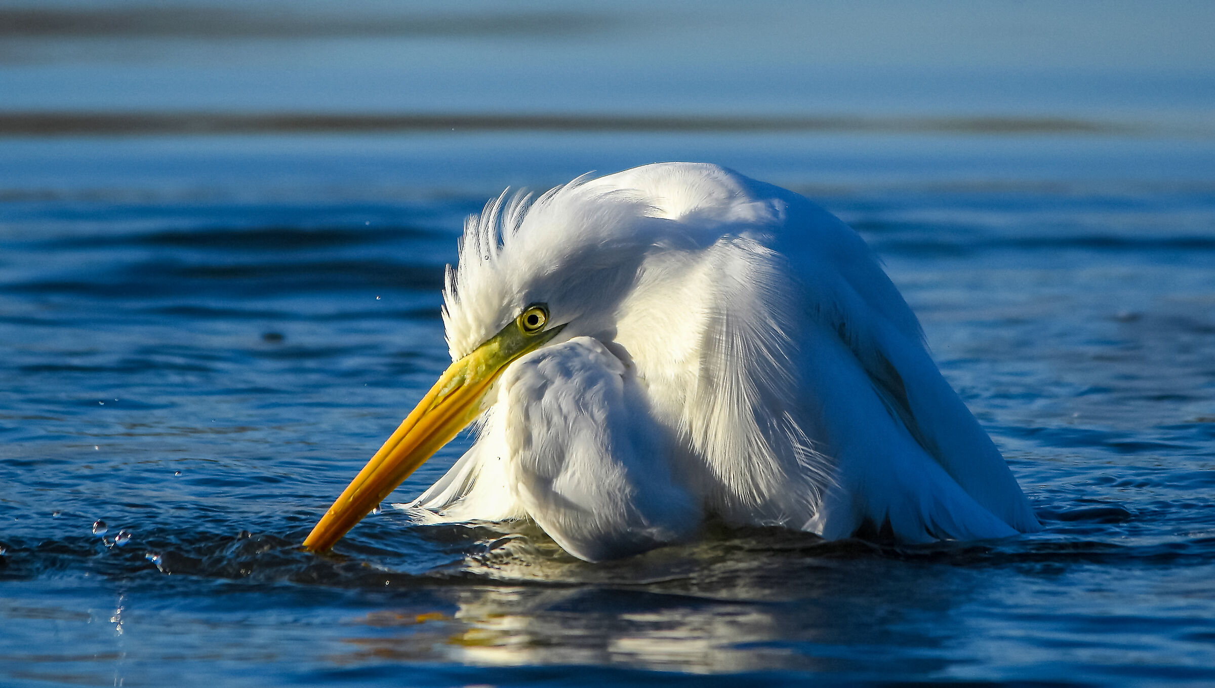 White Heron