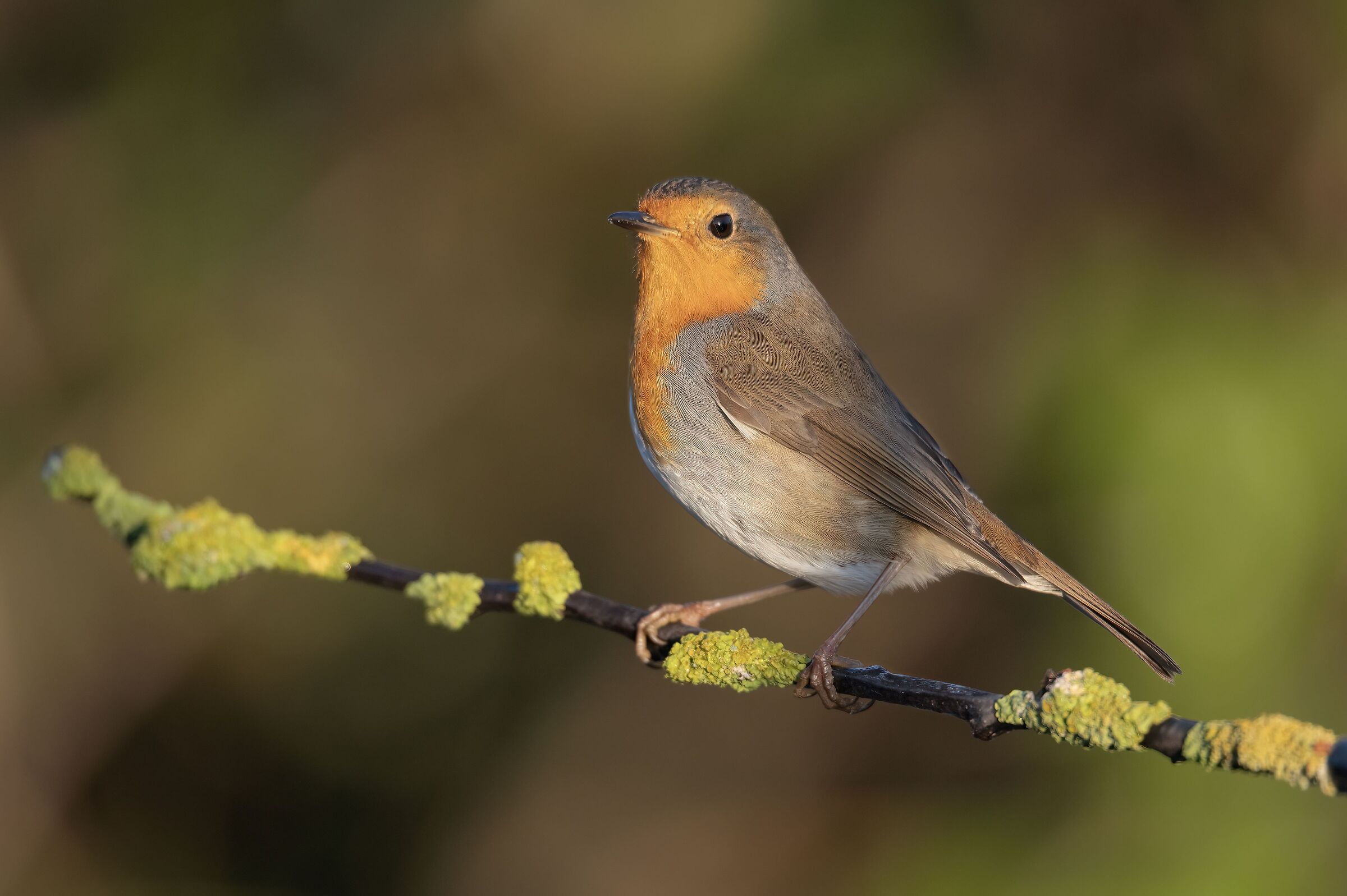 Robin