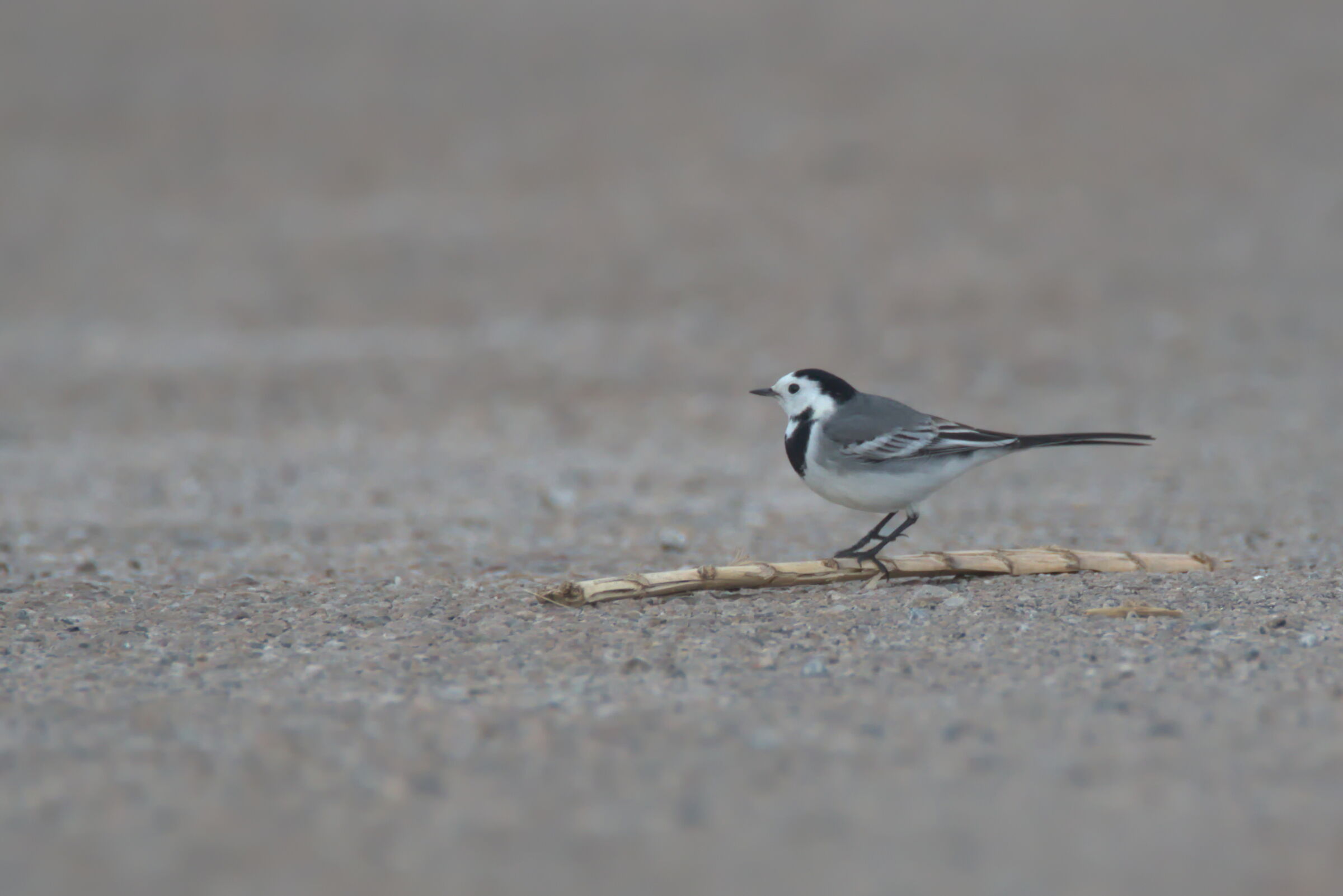 White wagtail