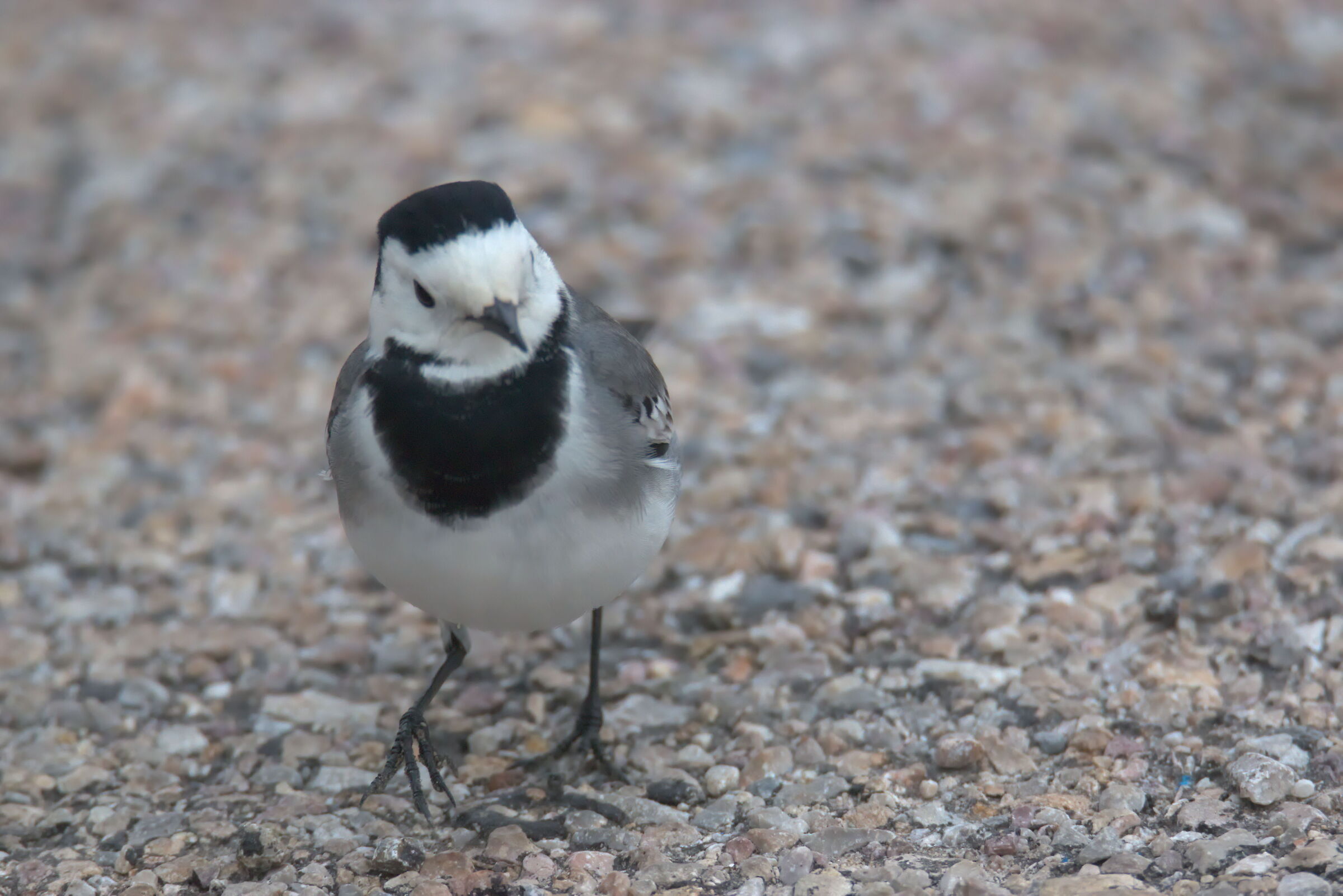 White wagtail