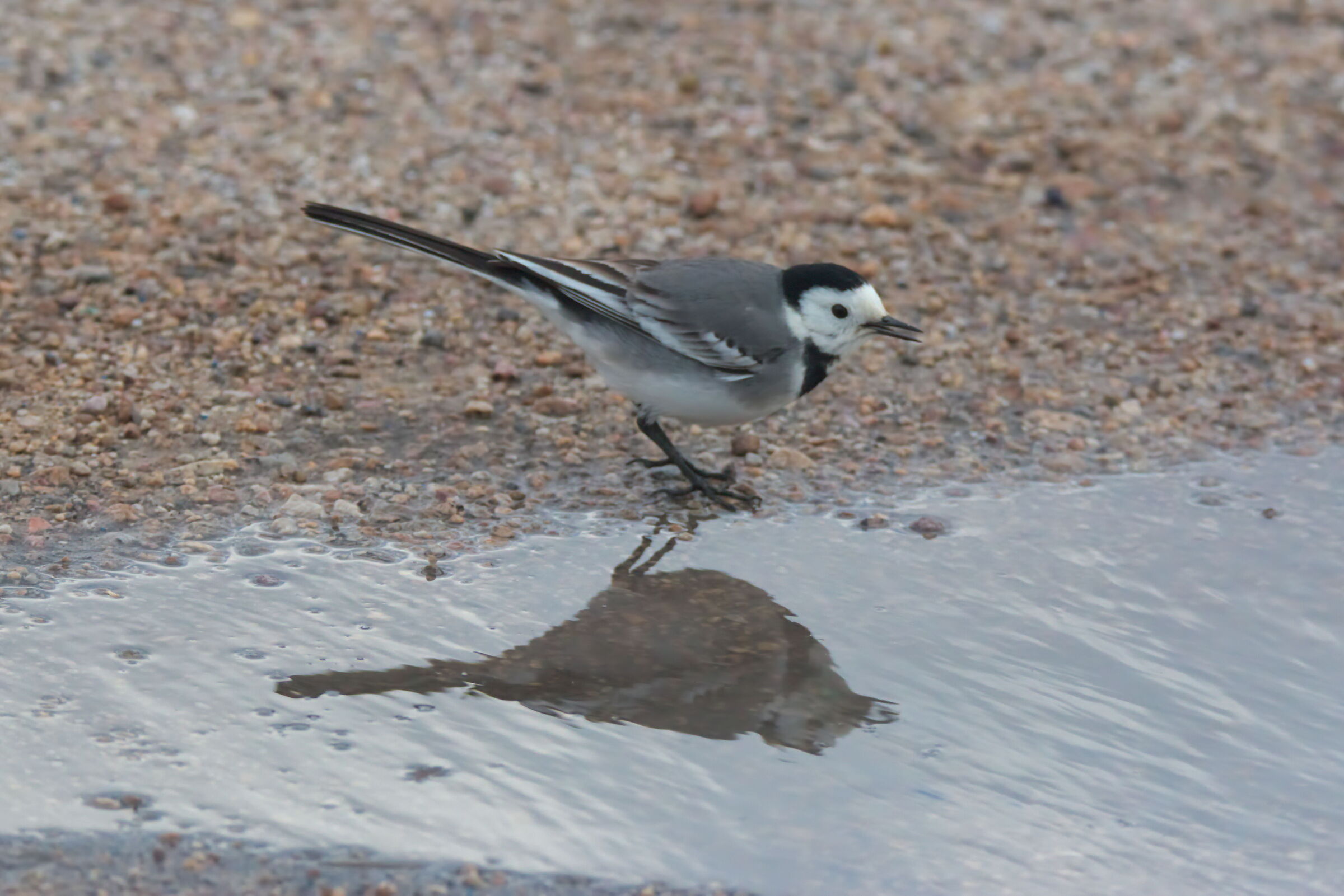 White wagtail