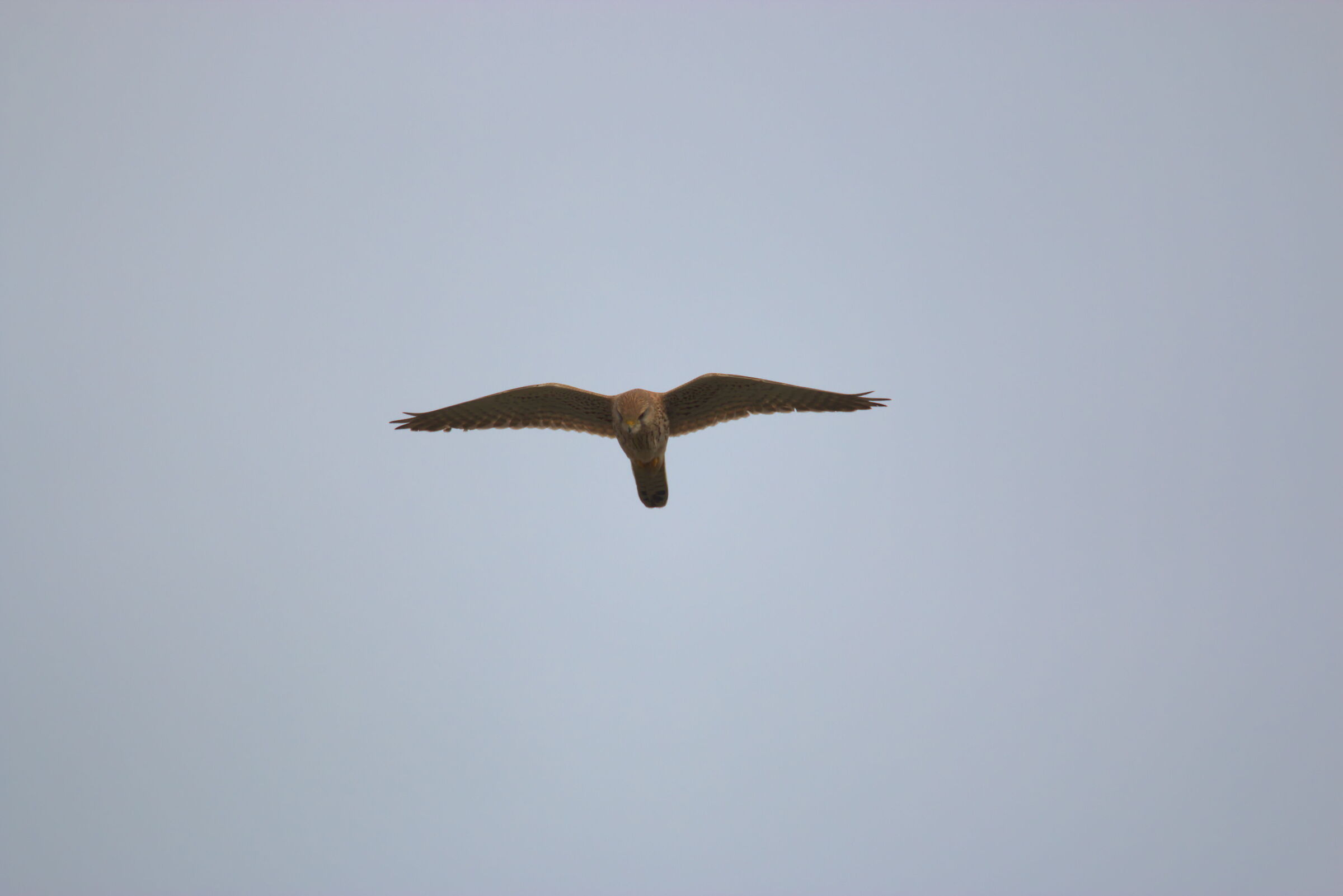 Kestrel