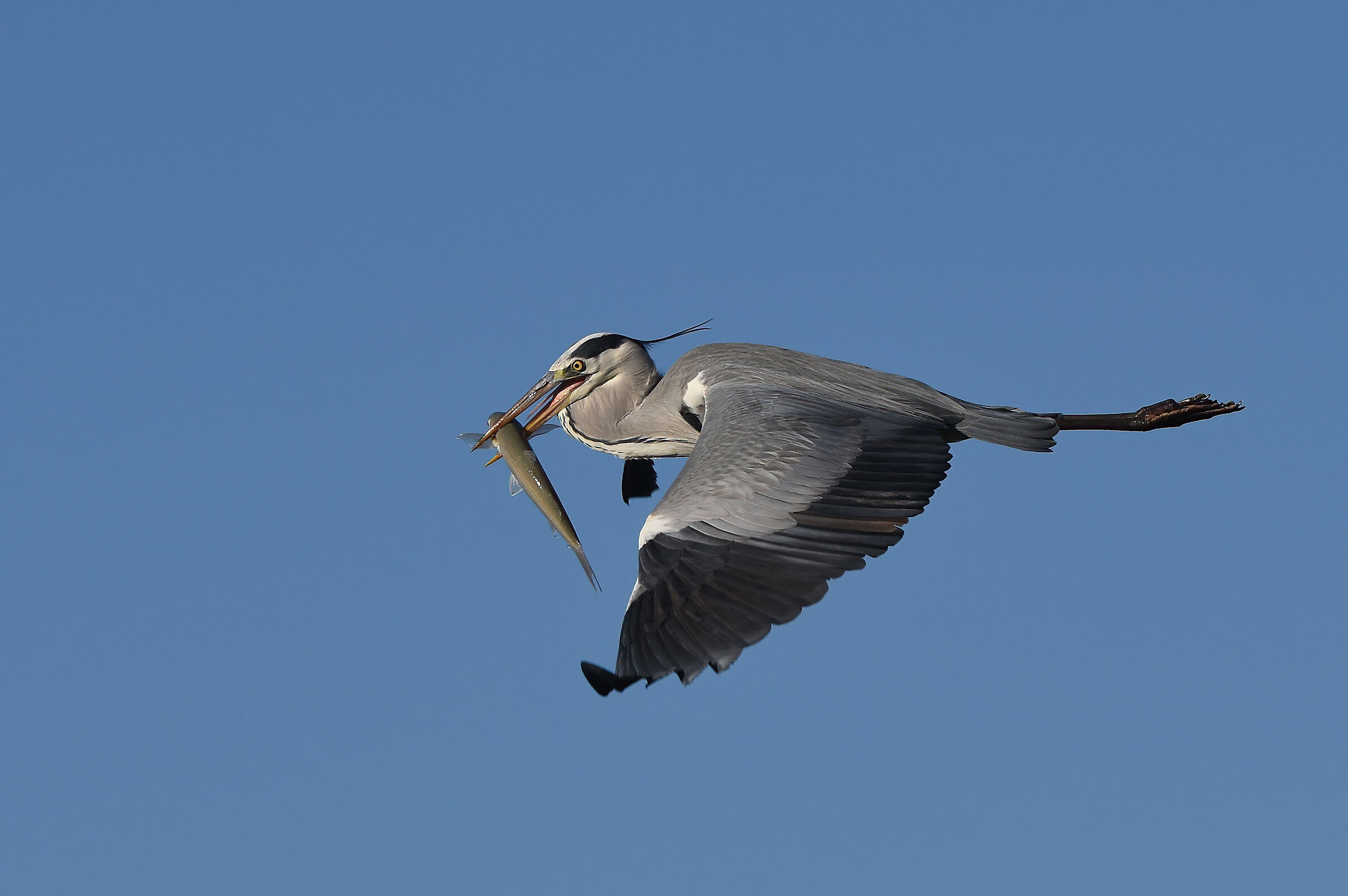 Grey heron