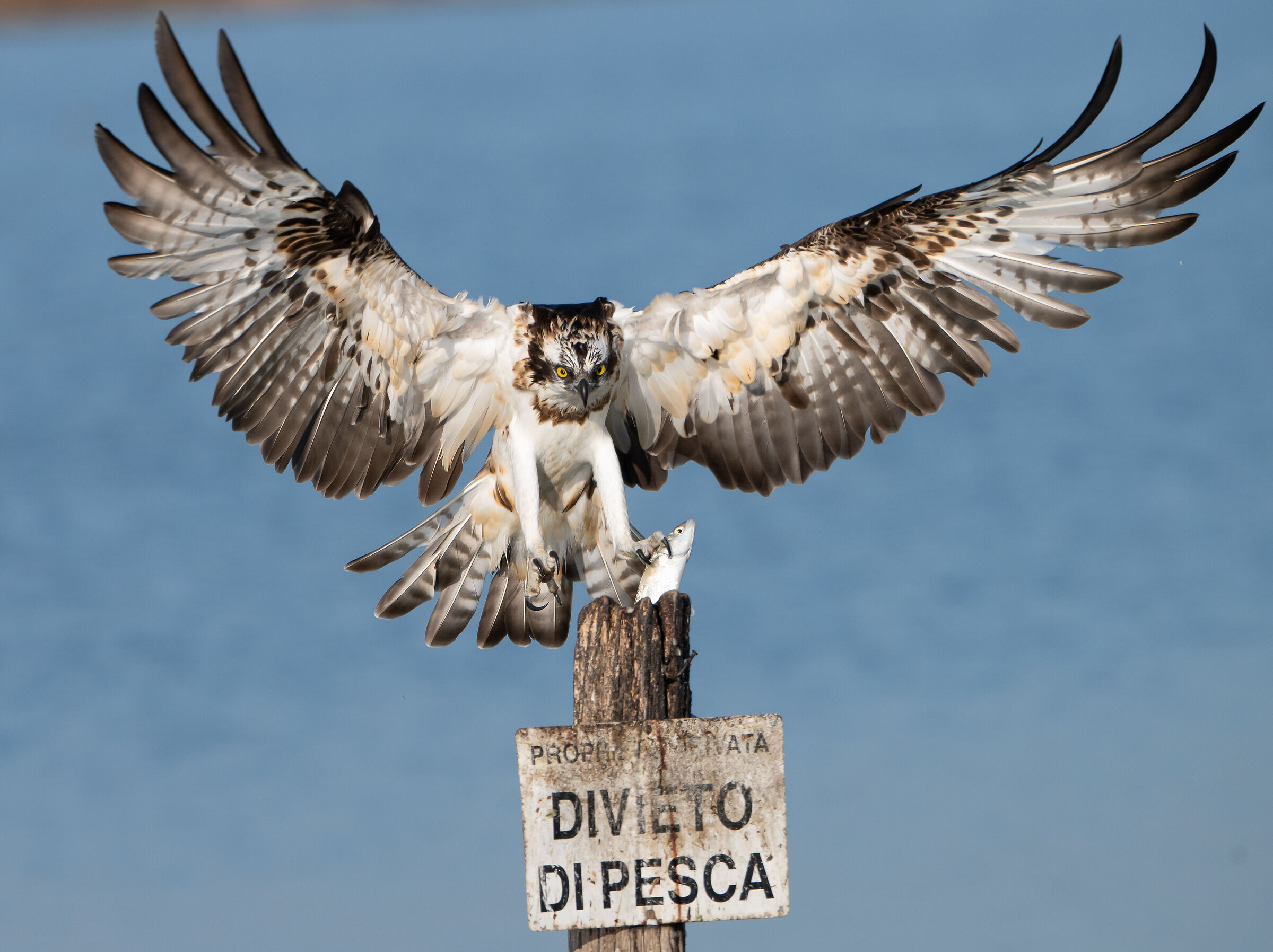 Falco pescatore