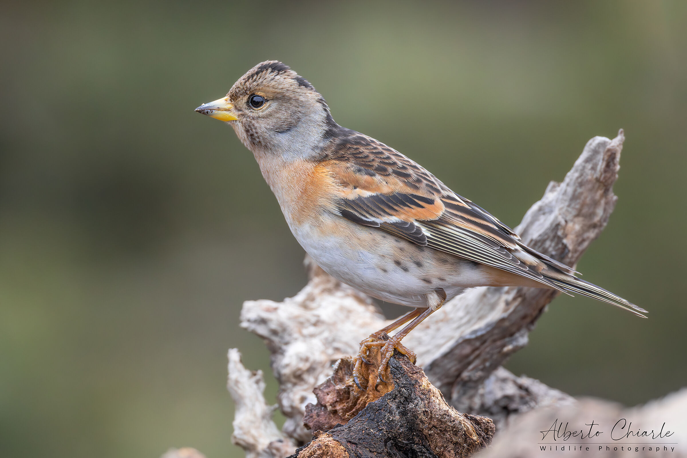 Peppola (Fringilla montifringilla)